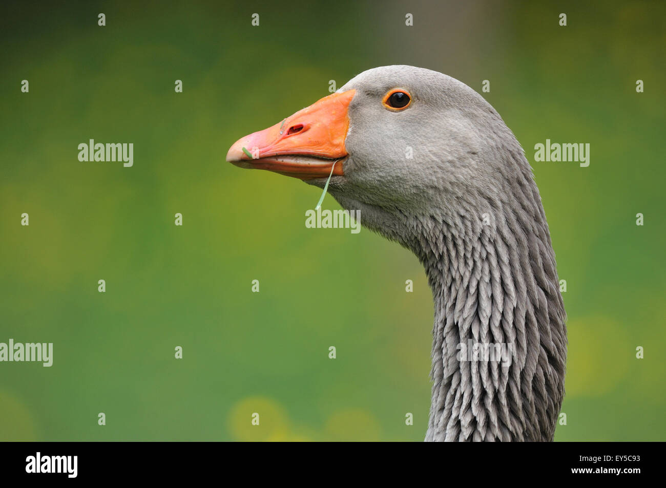 Portrait of Grey Goose France Stock Photo Alamy