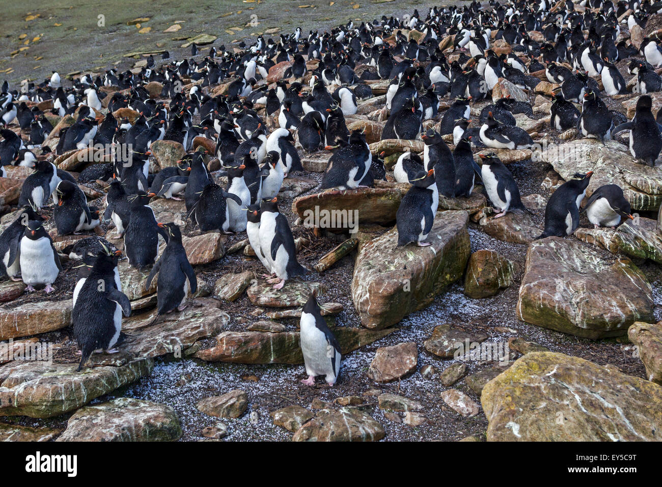 Rockhopper penguins Rockery- Falklands Saunders Island Stock Photo