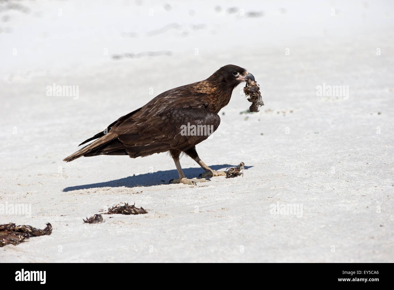 Striated Caracaras eating feces of Leopard Seal - Falklands Stock Photo