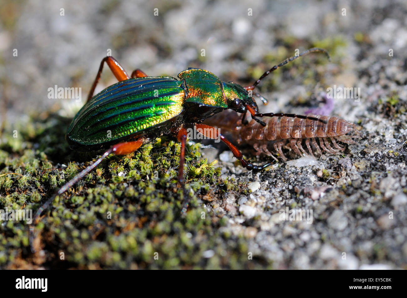 Ground beetle eating a centipede Vosges du Nord France Stock Photo