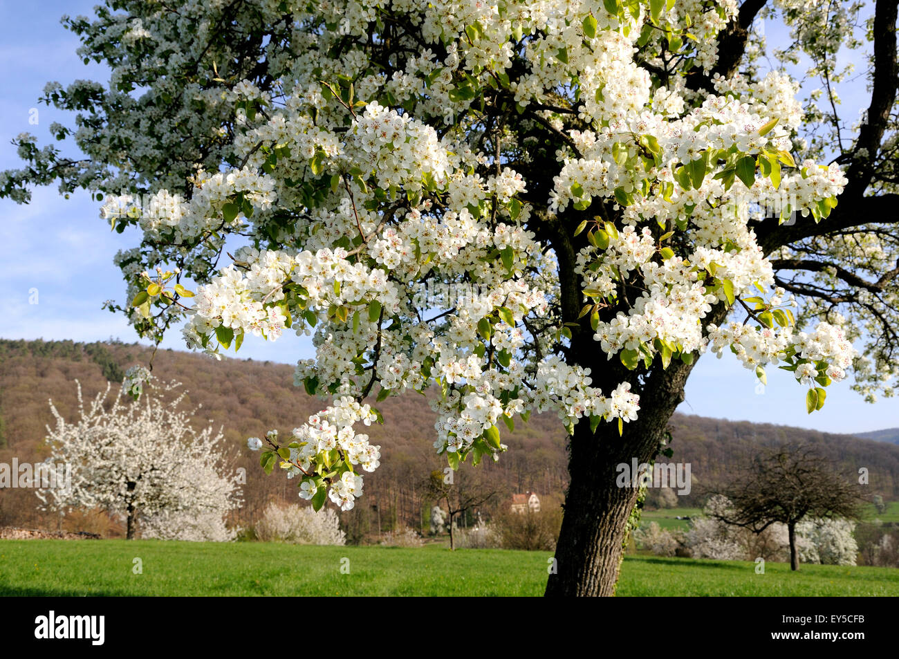 Common Pear tree flowers - Vosges du Nord France Stock Photo