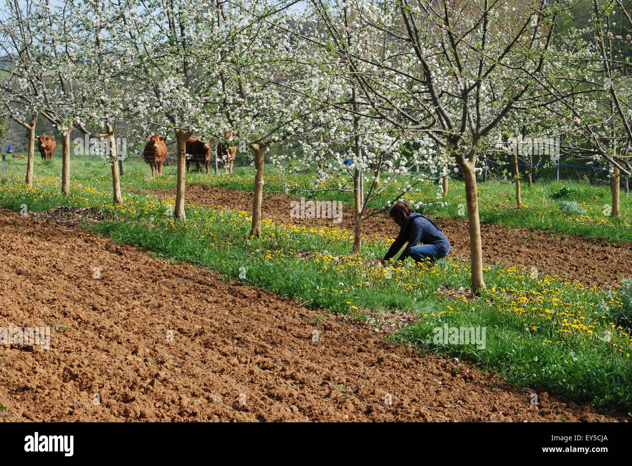 Apple Trees In Bloom High Resolution Stock Photography and Images - Alamy
