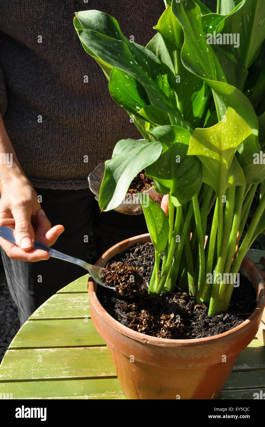 Coffee ground mulching on planted pot in a garden Stock Photo
