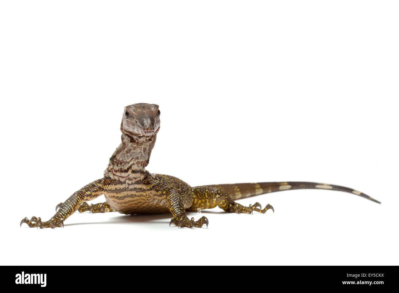 Monitor lizard animal hires stock photography and images Alamy