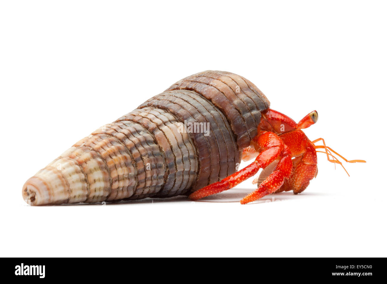 Hermit crab hi-res stock photography and images - Alamy
