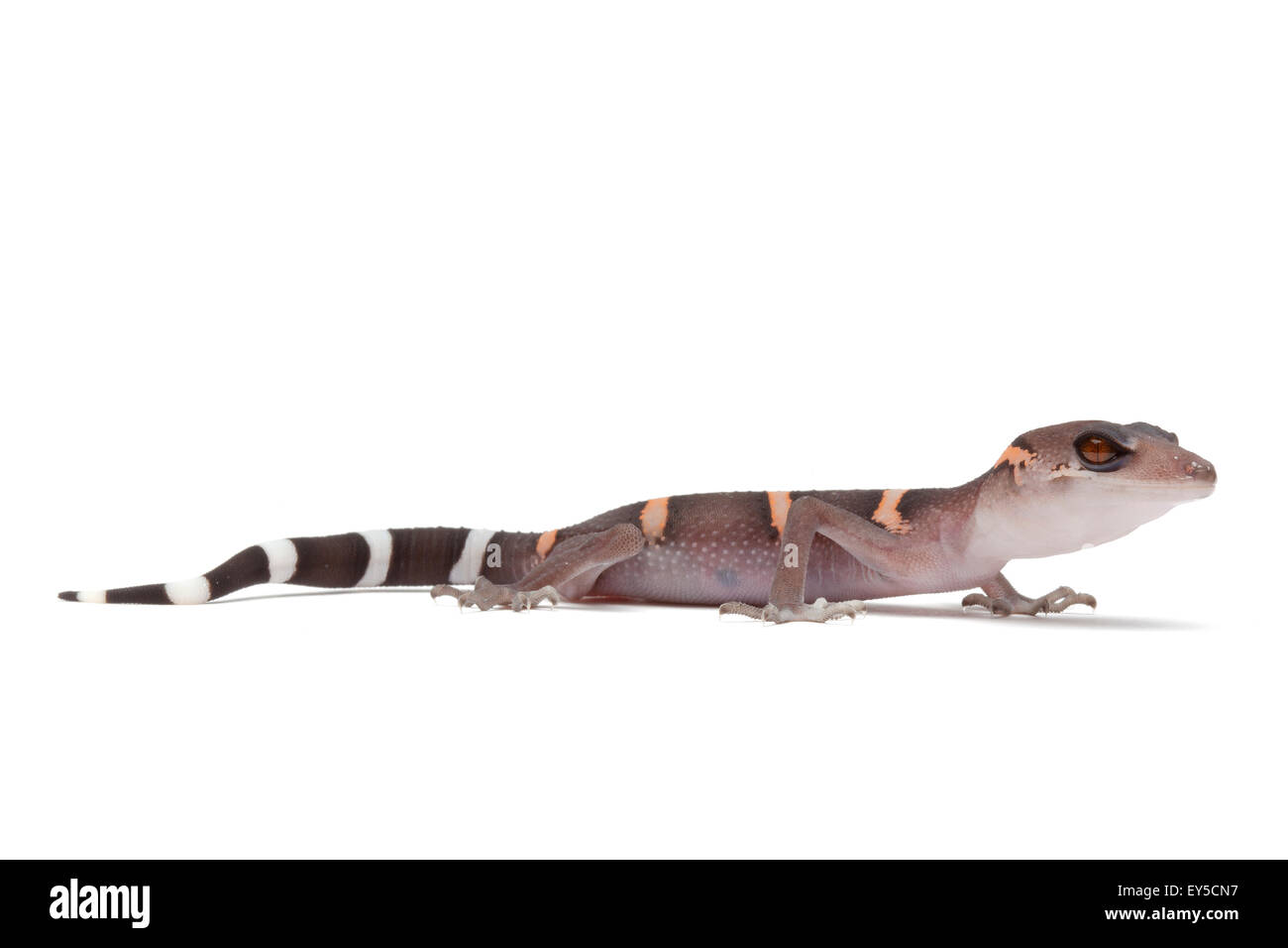 Chinese leopard gecko Stock Photo