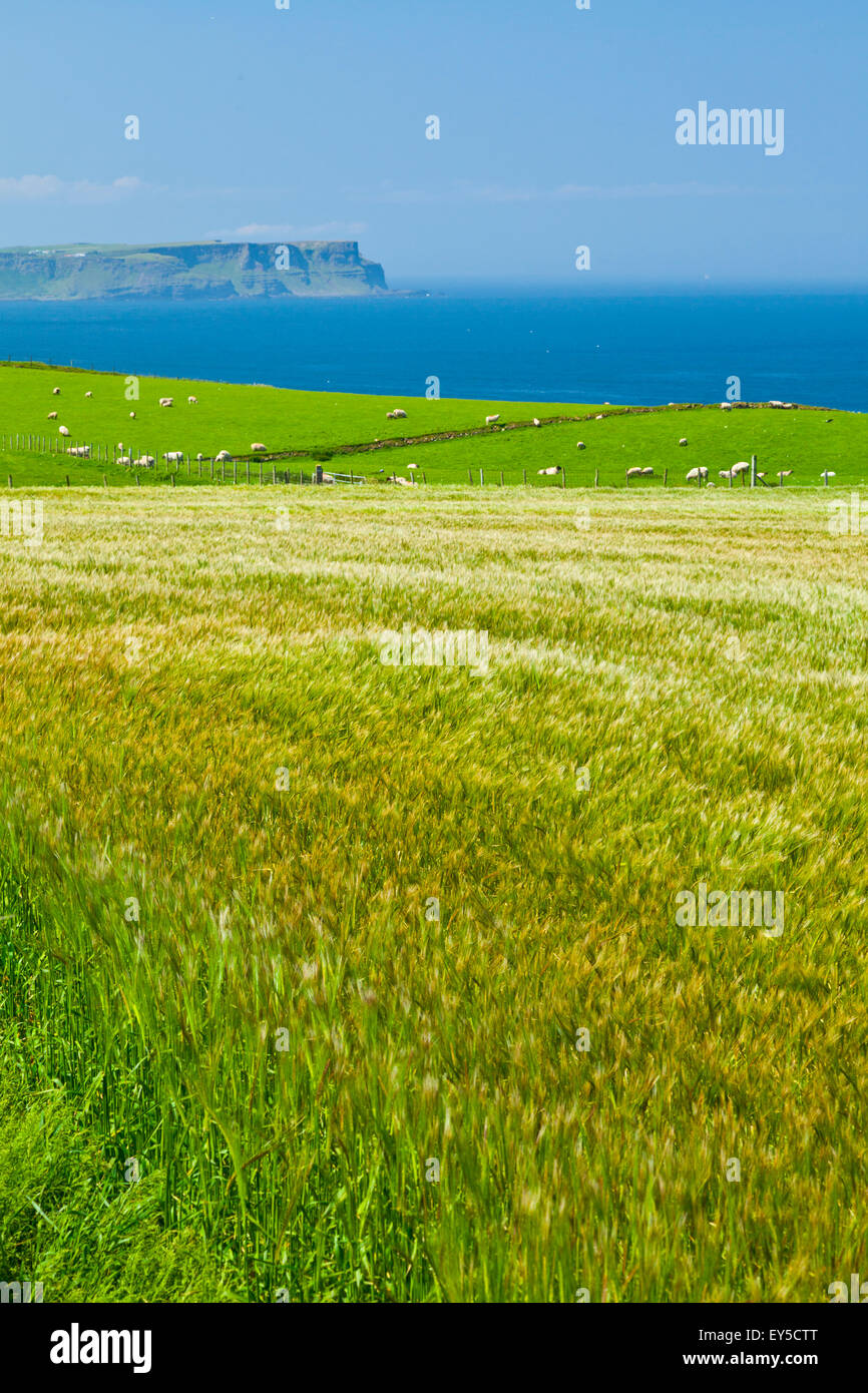Field and grazing coast Northern Ireland UK Causeway Coastal Route