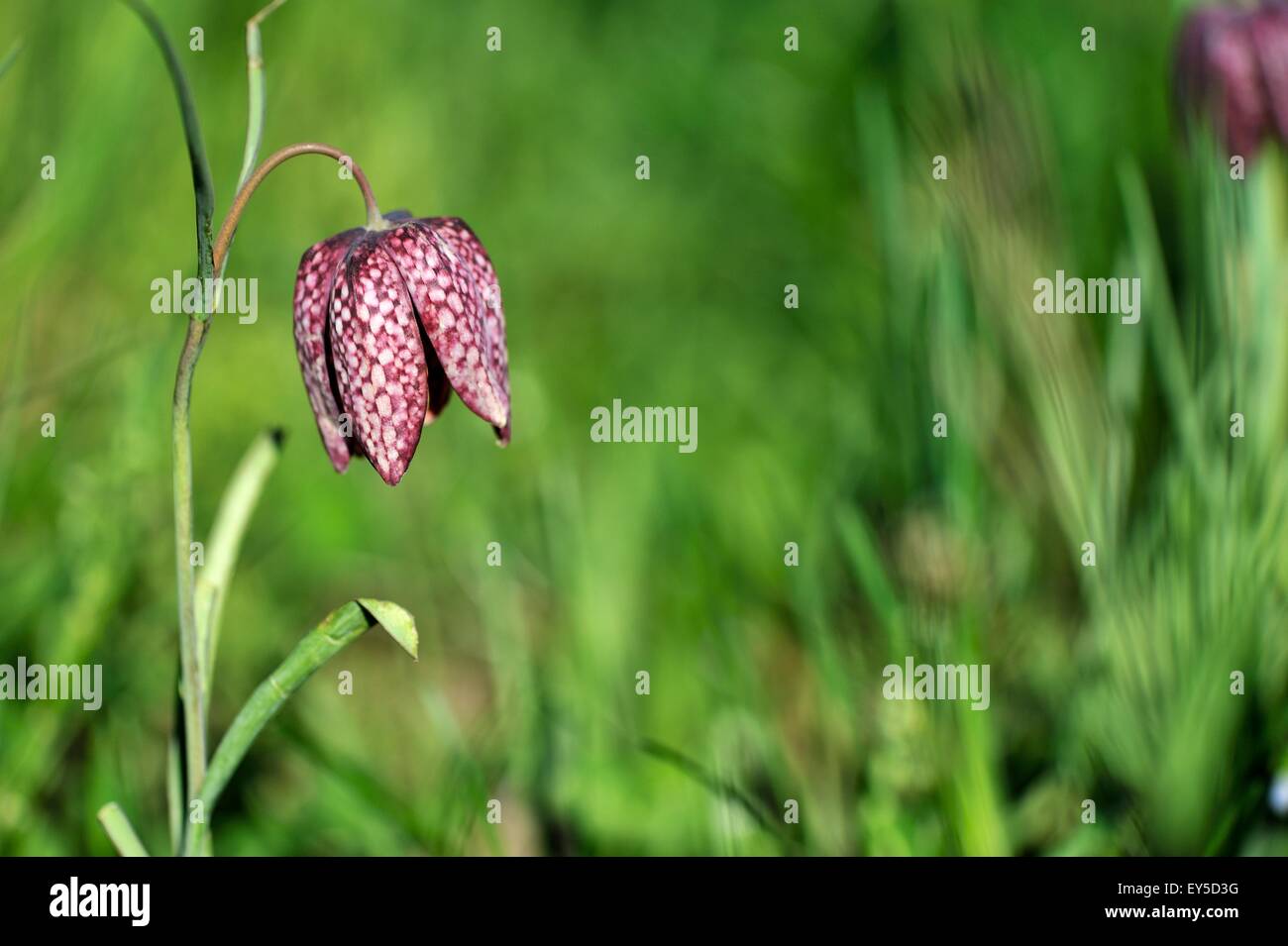 Common Fritillary flower France Stock Photo Alamy