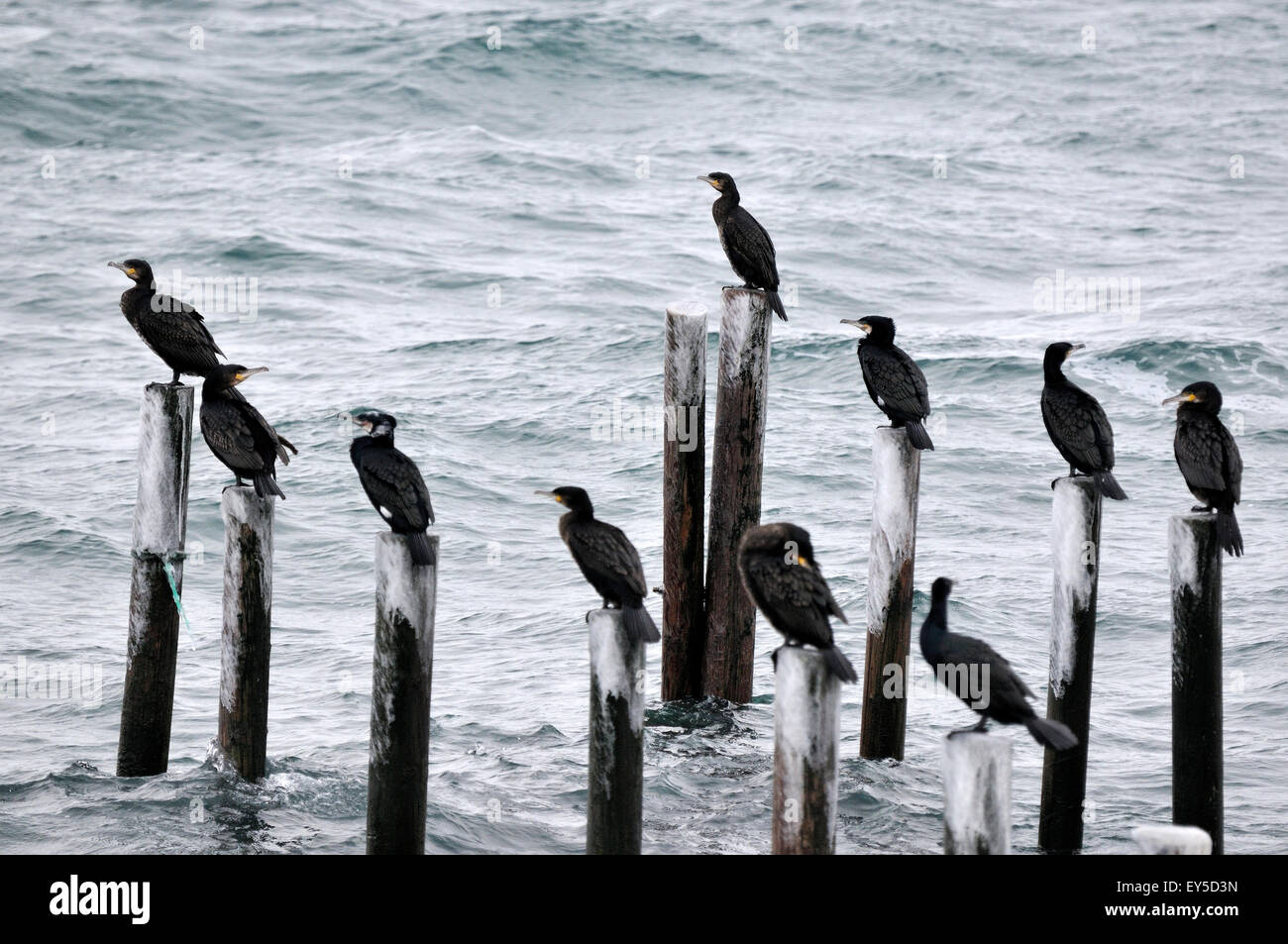 Great Cormorants on piles beside the fjord - Norway Stock Photo