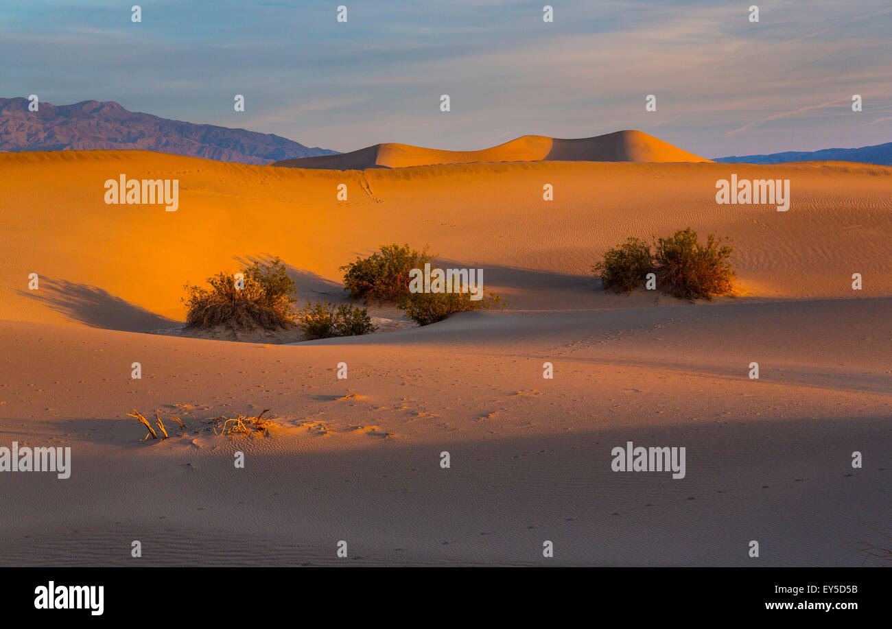 Mesquite Flat Sand Dunes - Death Valley NP California Honey Mesquite ...