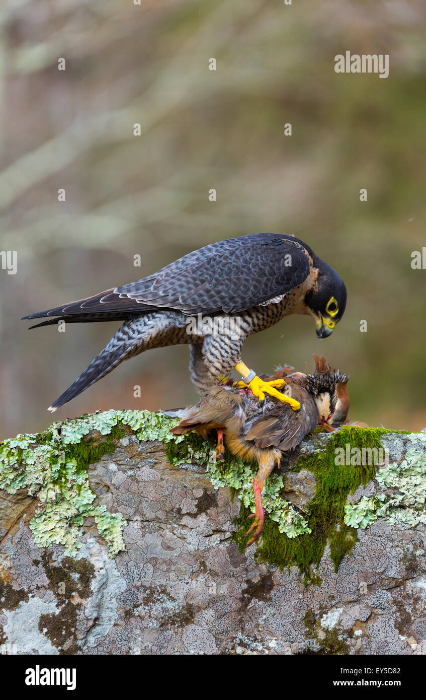 Eating Partridge Pelegrine Falcon eating a Partridge - Cantabria Spain Stock Photo - Alamy
