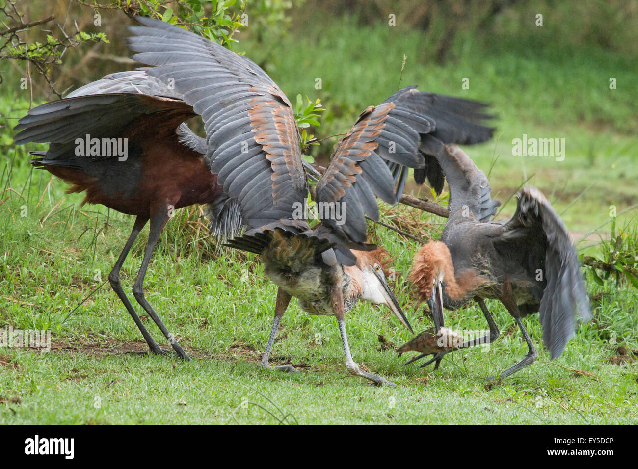 Goliath heron feeding immatures - Kruger South Africa Stock Photo