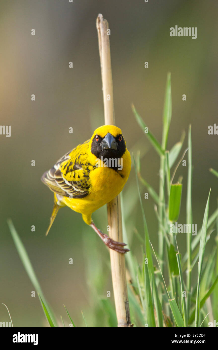 Layard's Weaver male on reed Kruger South Africa Stock Photo Alamy