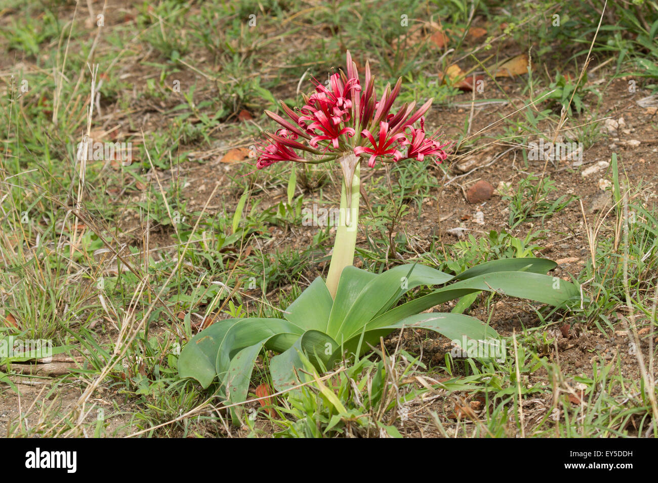 Bloody Lily Flower In Savannah Kruger South Africa Stock Photo Alamy