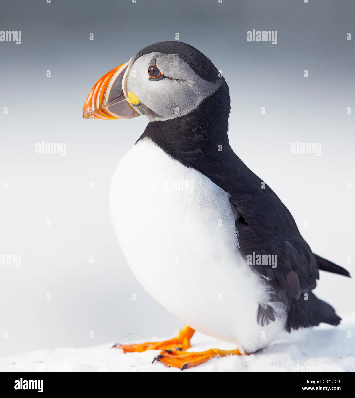 Puffin in the snow - Norway Stock Photo - Alamy