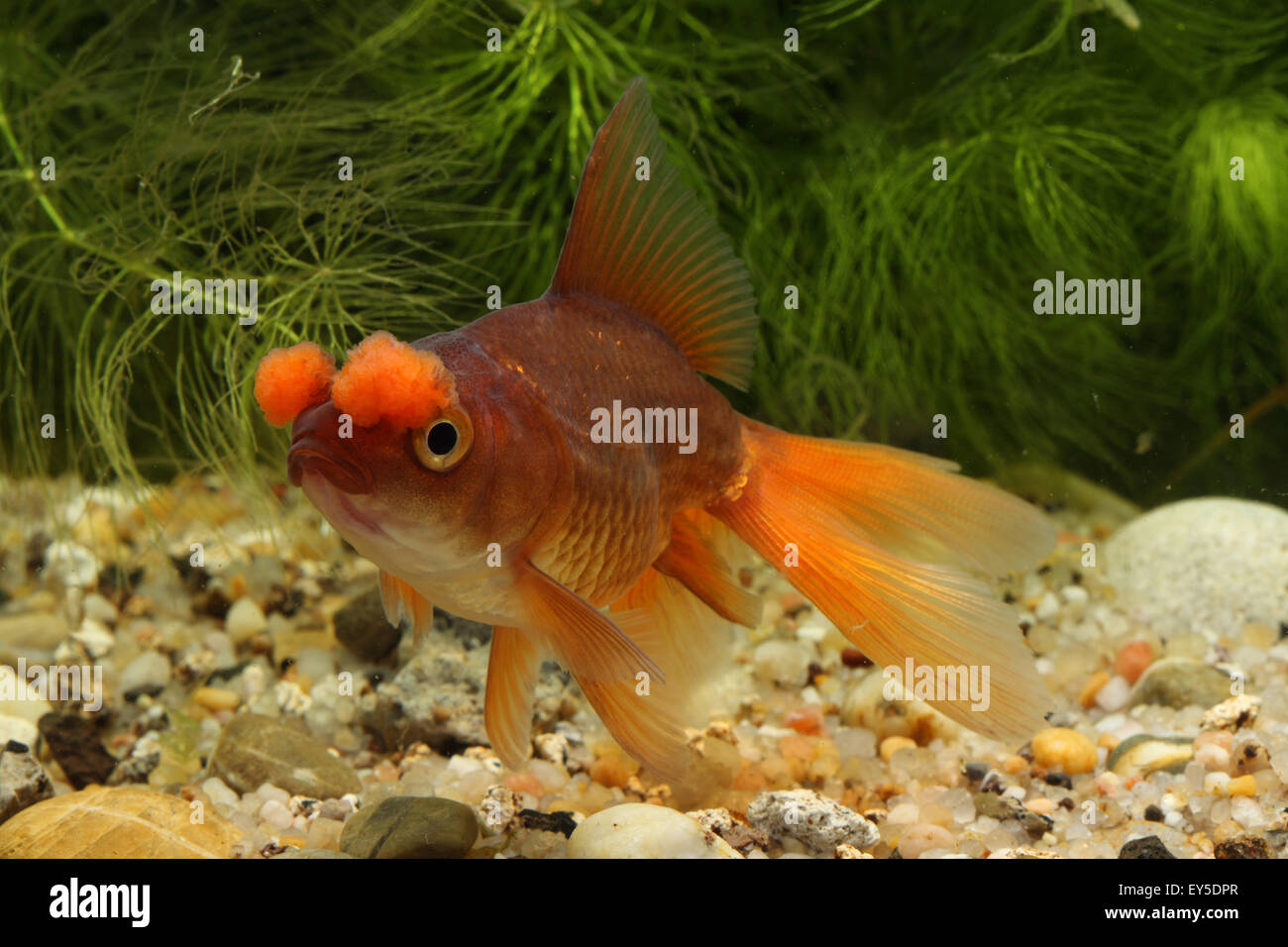 Goldfish 'Pompon' or Hana Fusa goldfish in aquarium Stock Photo