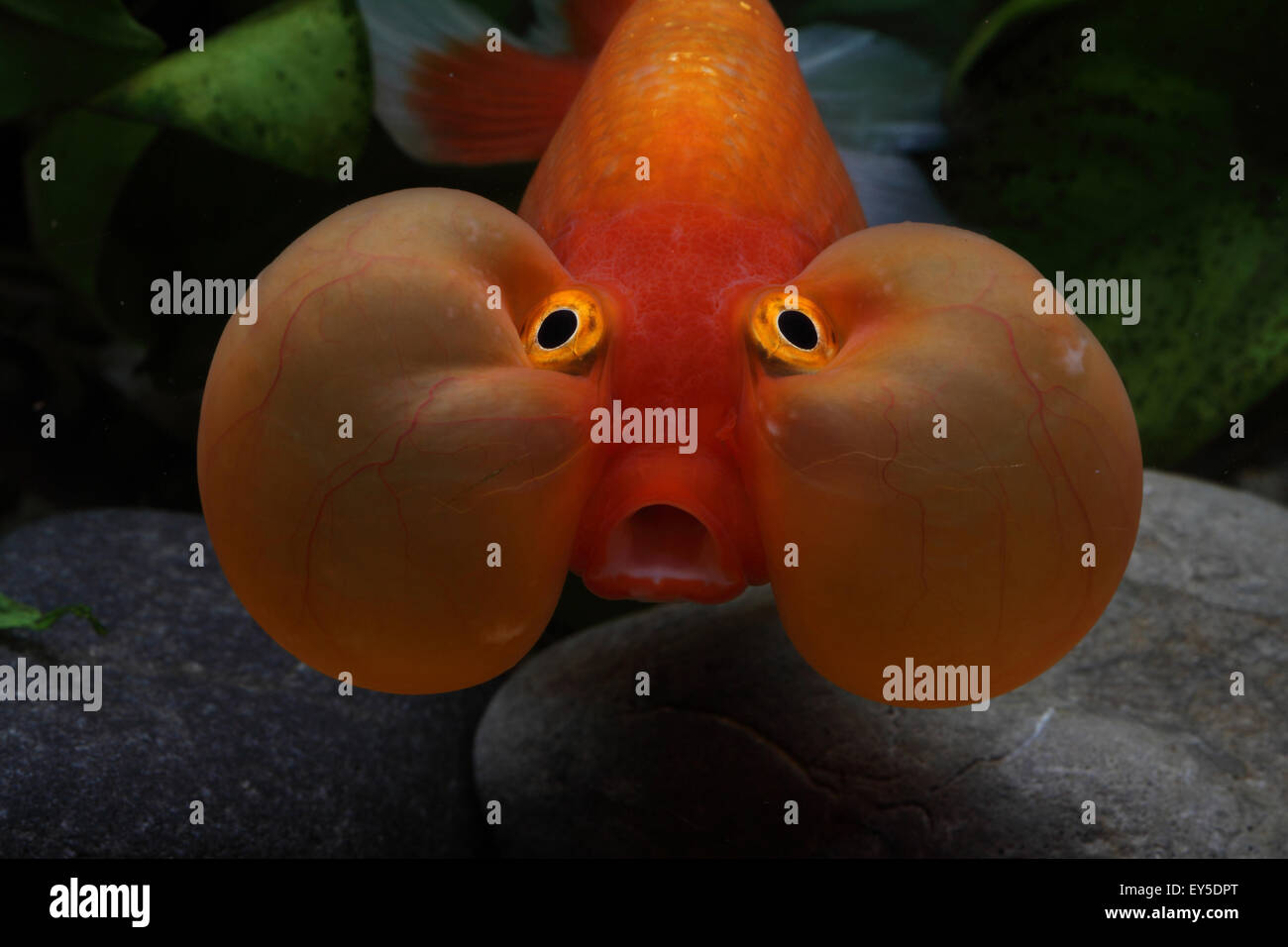 Portrait of Goldfish 'Bluble eye' in aquarium or Uranoscope Stock Photo