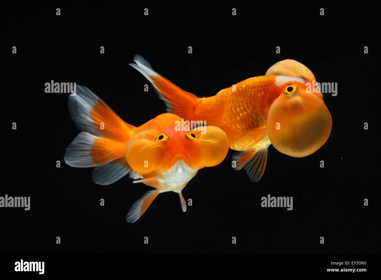 Goldfishes 'Bluble eye' on black background or Uranoscope Stock Photo