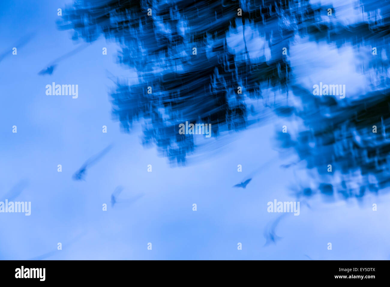 Strawcoloured fruit bat migration Kasanka NP Zambia Stock Photo Alamy