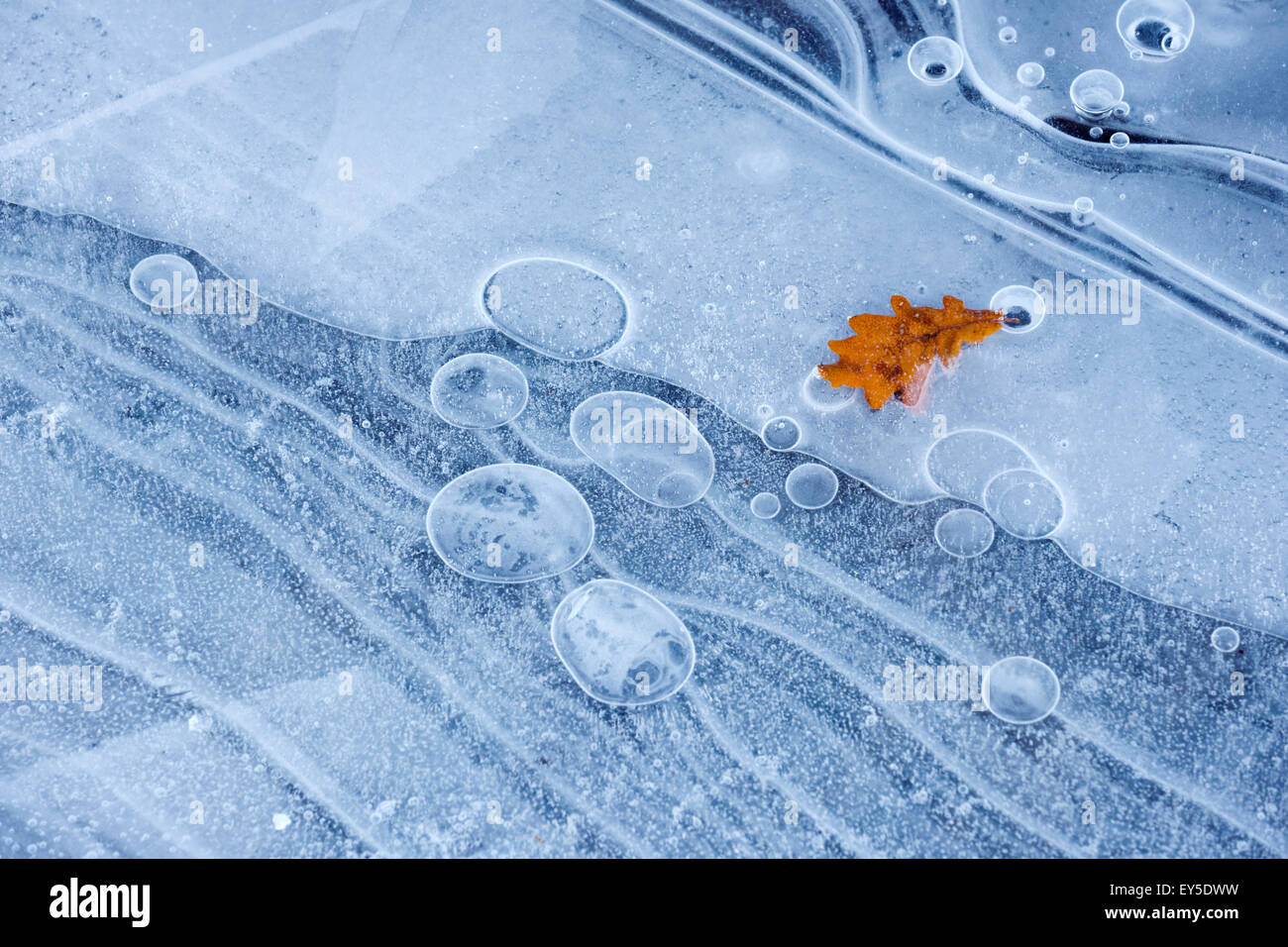 Leaves and ice on the surface of Lake Armaille - France Stock Photo - Alamy