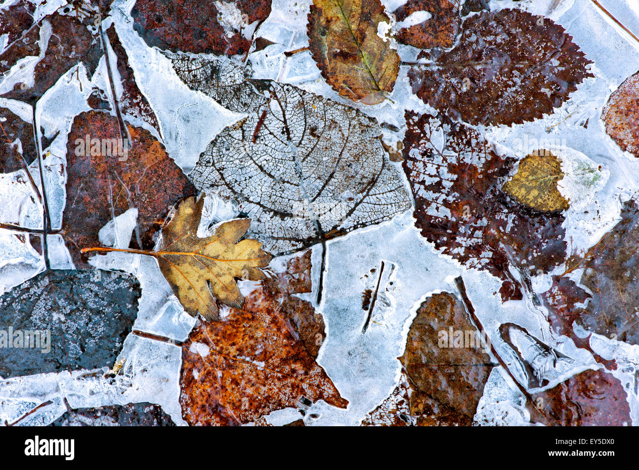 Leaves and ice on the surface of Lake Armaille - France Stock Photo - Alamy