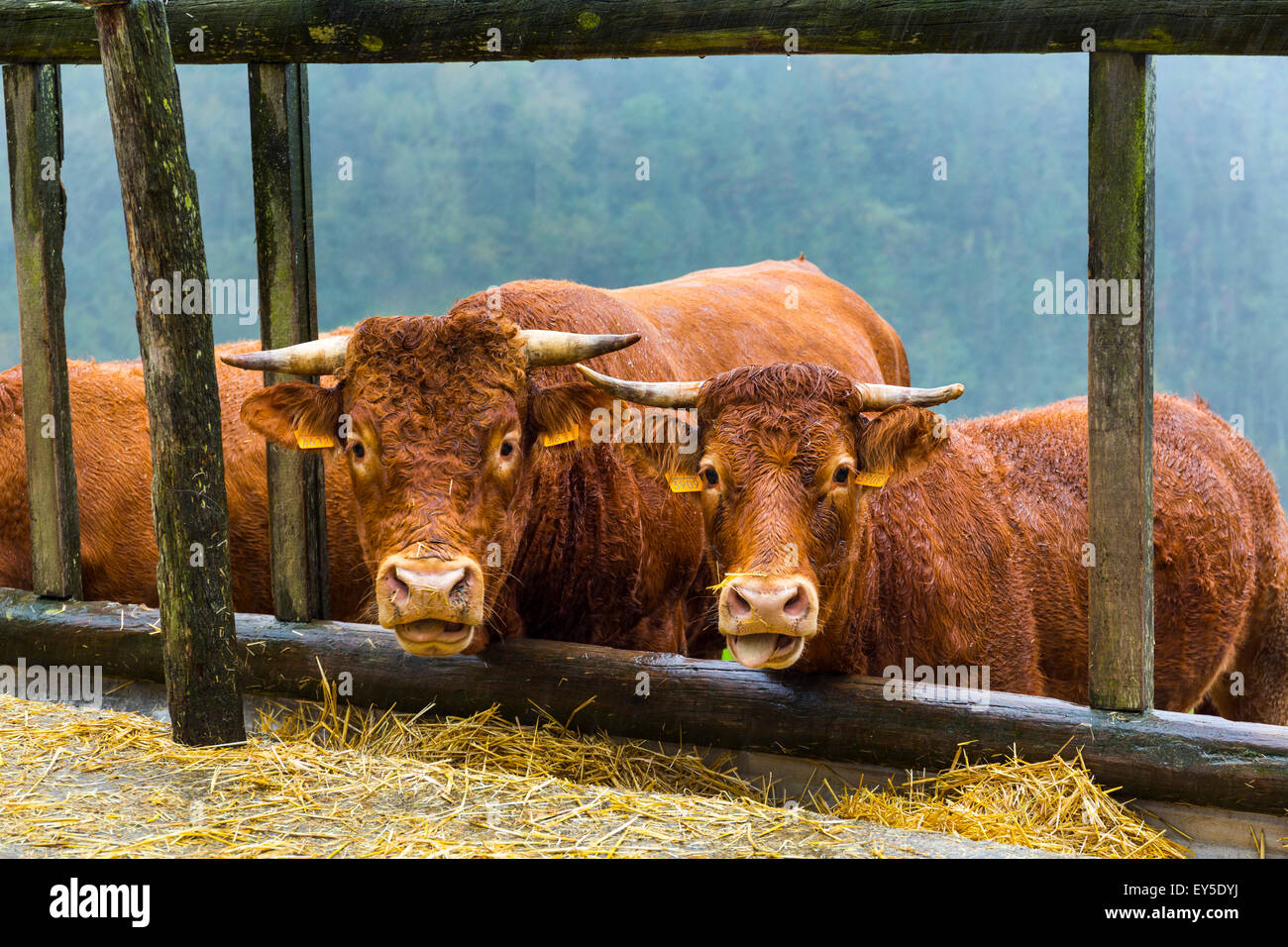 Cows - Pagoeta Natural Park Basque Country Spain Stock Photo - Alamy