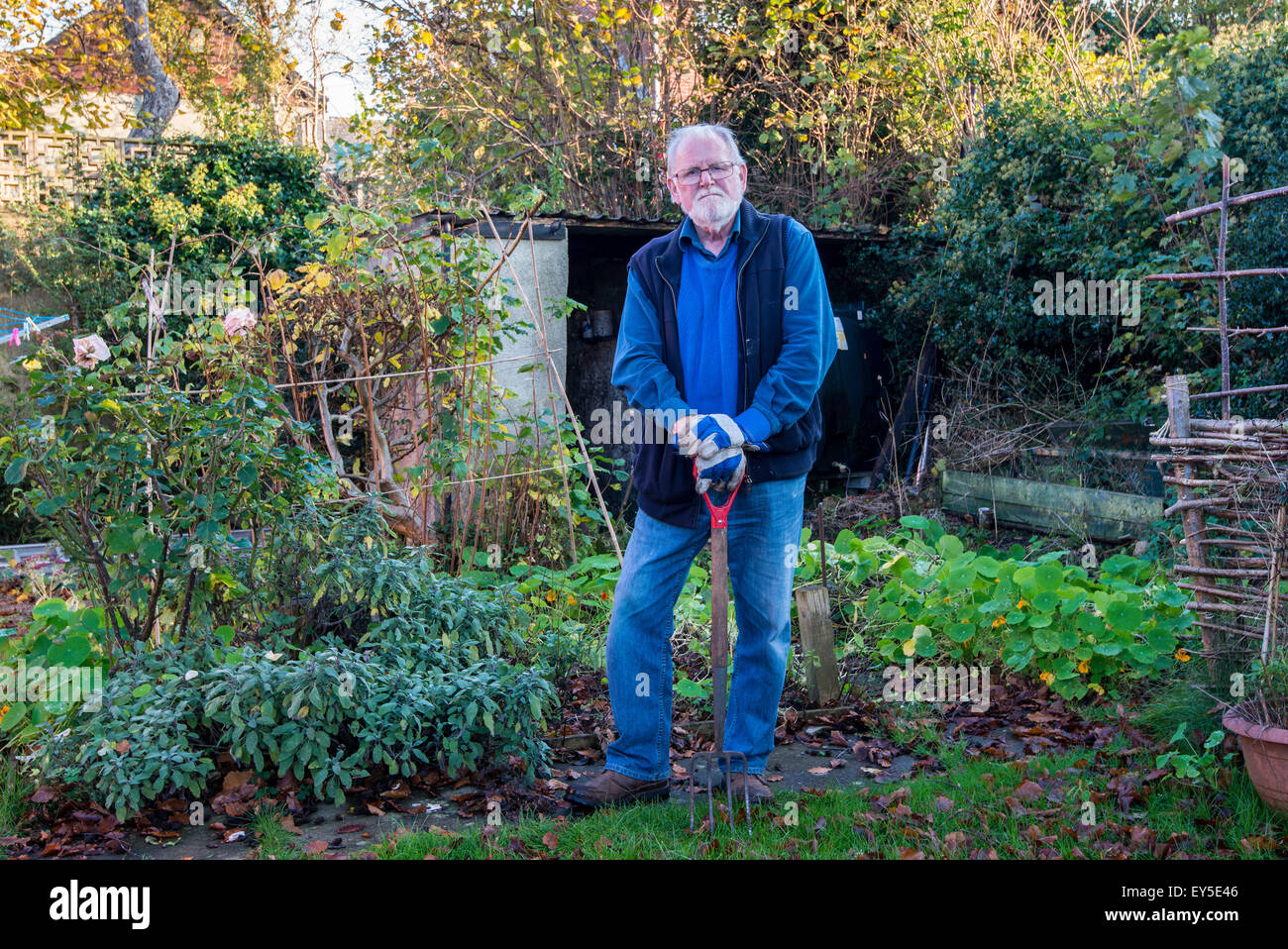 Older man in garden looking proud leaning on spade in garden Gloucestershire England UK Stock Photo