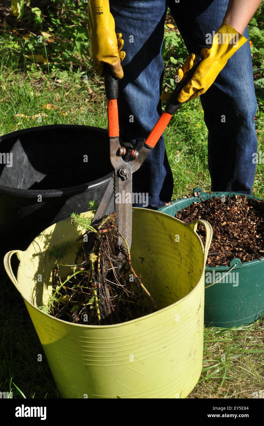 Composting of parrot feather watermilfoil in a garden Stock Photo Alamy