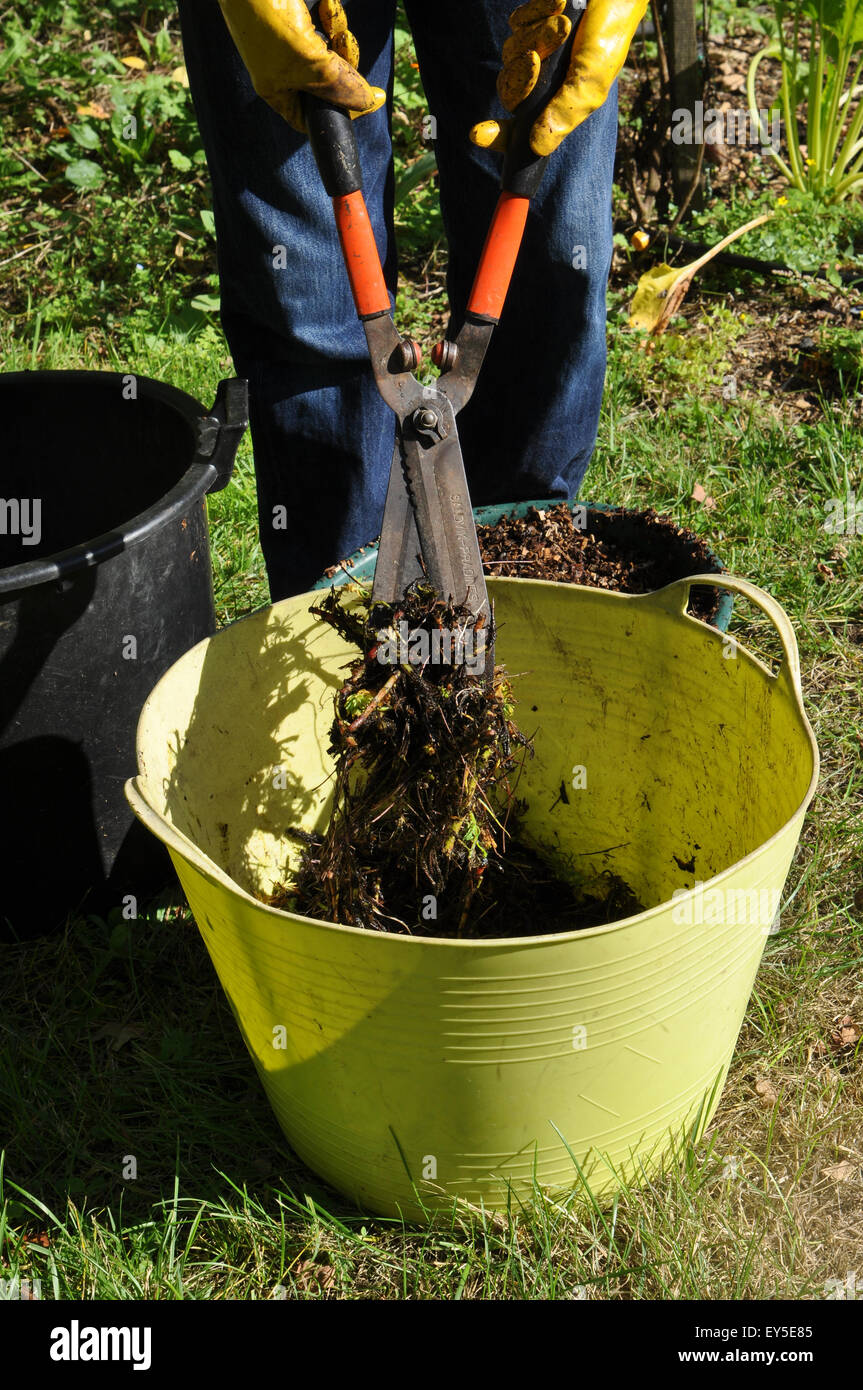 Composting of parrot feather watermilfoil in a garden Stock Photo Alamy