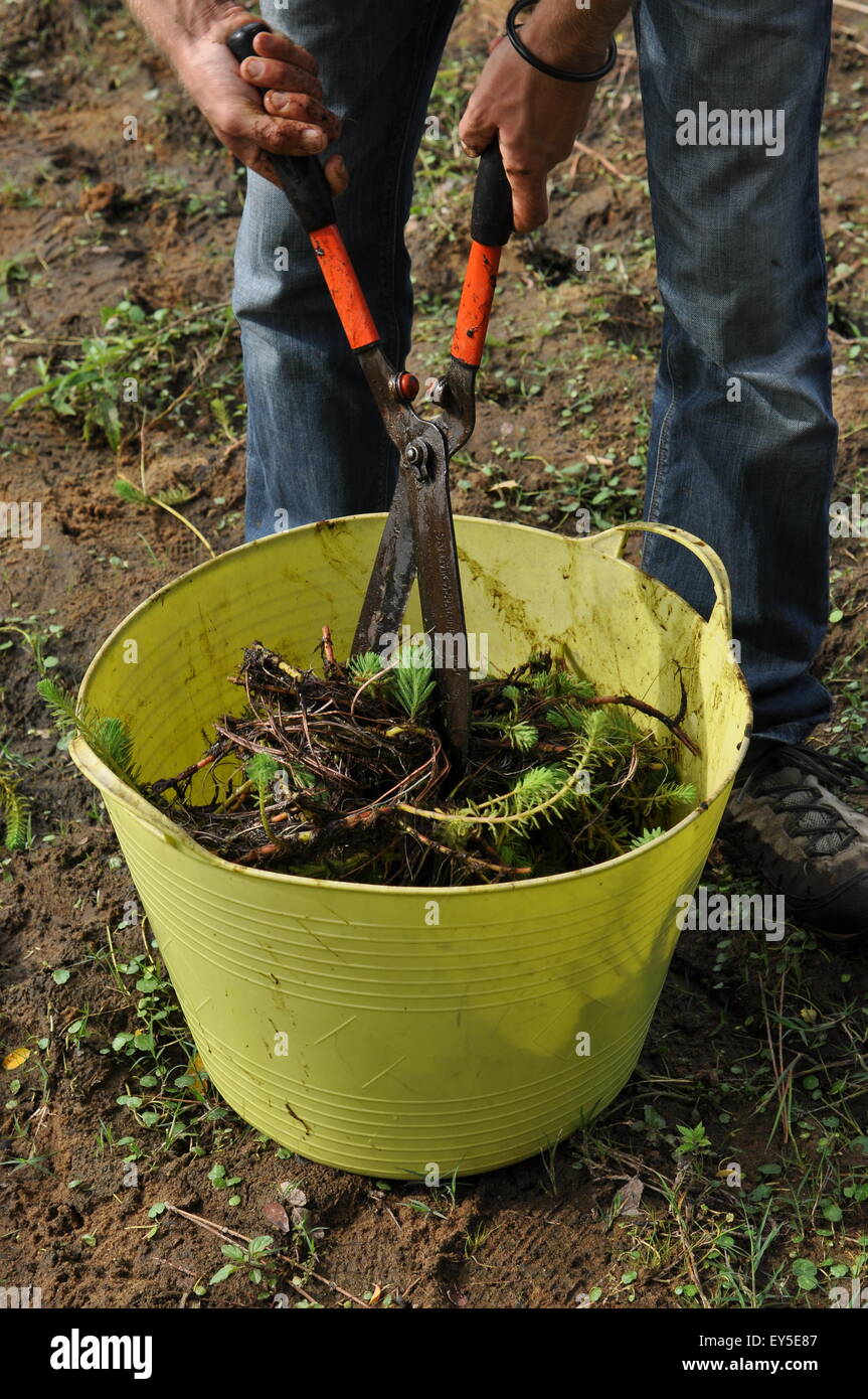 Composting of parrot feather watermilfoil in a garden Stock Photo Alamy