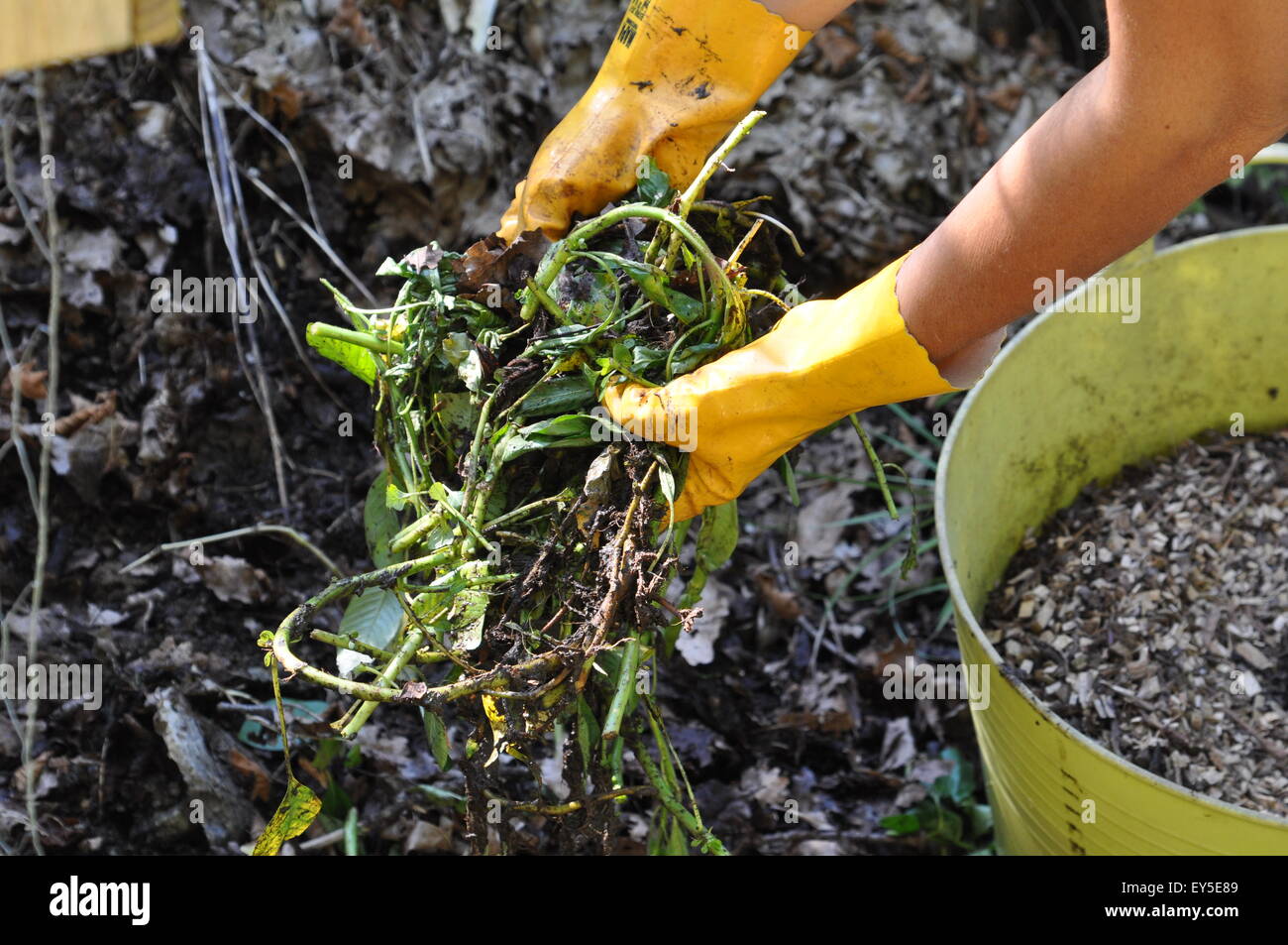 Composting of largeflower primrose willow in a garden Stock Photo Alamy