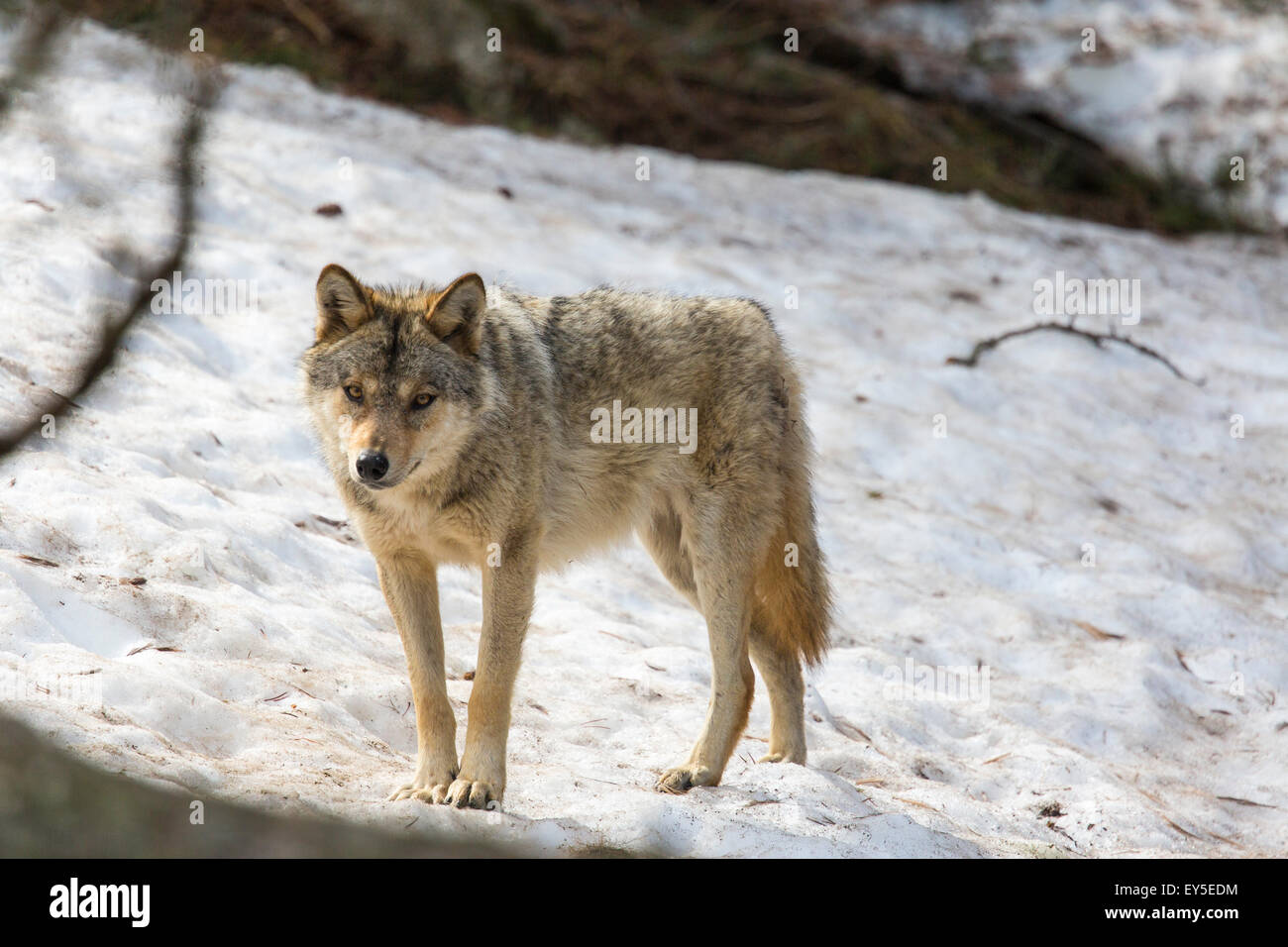 European wolf in the snow - Pyrenees France Animal Park Angles Stock ...
