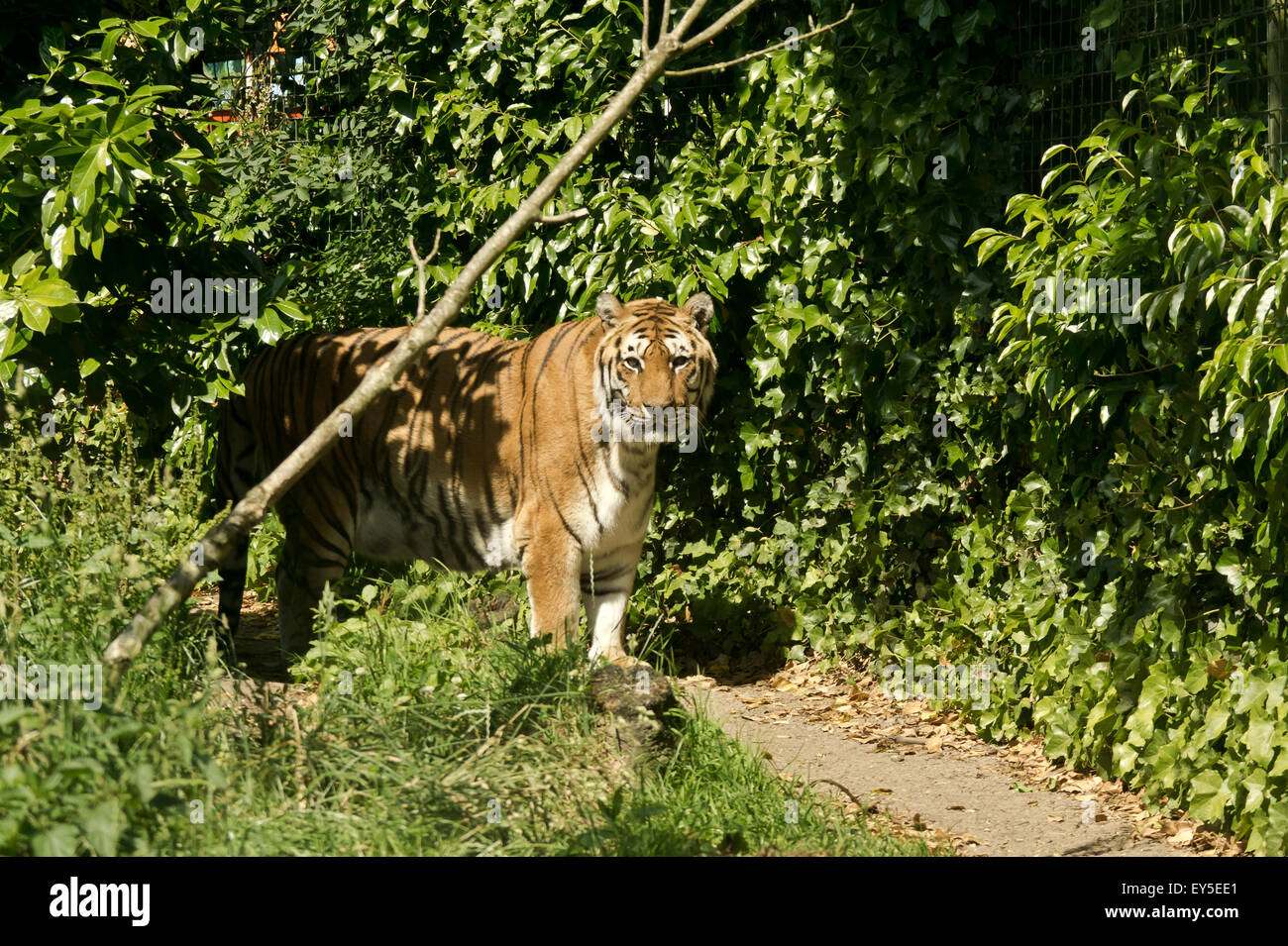 Tiger paradise wildlife park hi-res stock photography and images - Alamy