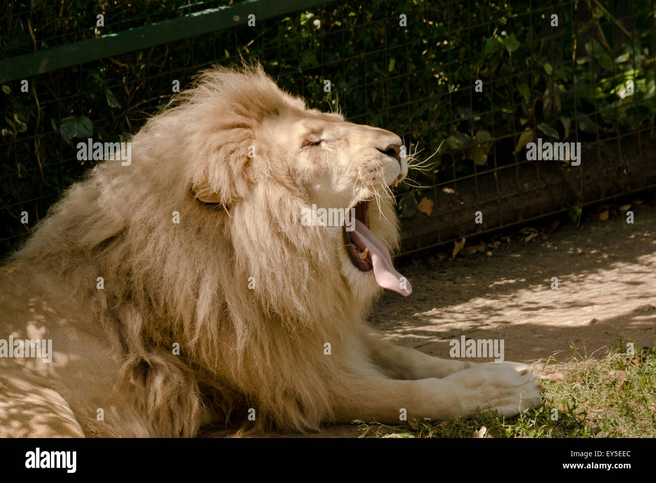 Paradise wildlife park white lions hi-res stock photography and images ...