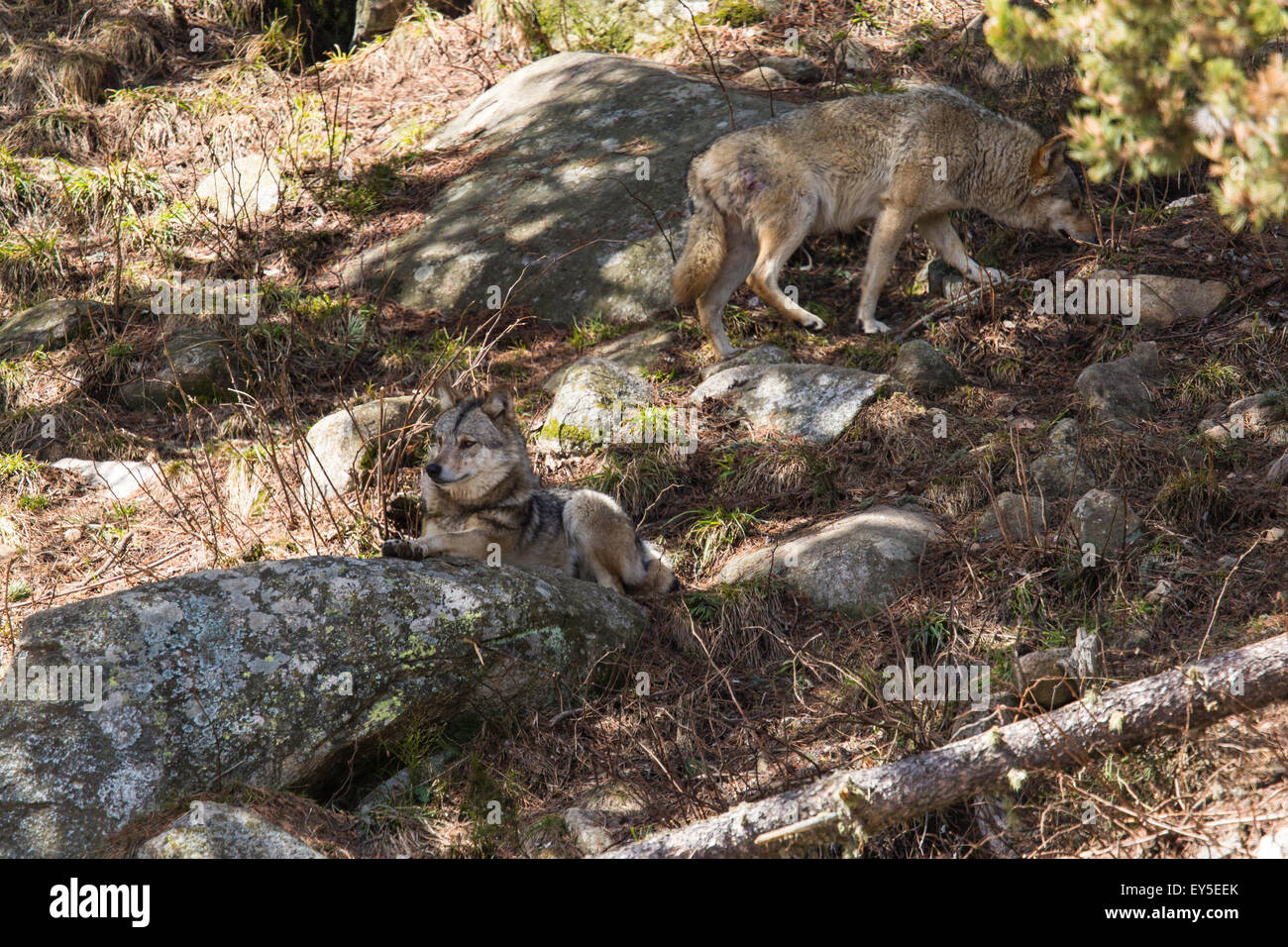Europe wolf resting in the shade - Pyrenees France Animal Park Angles ...