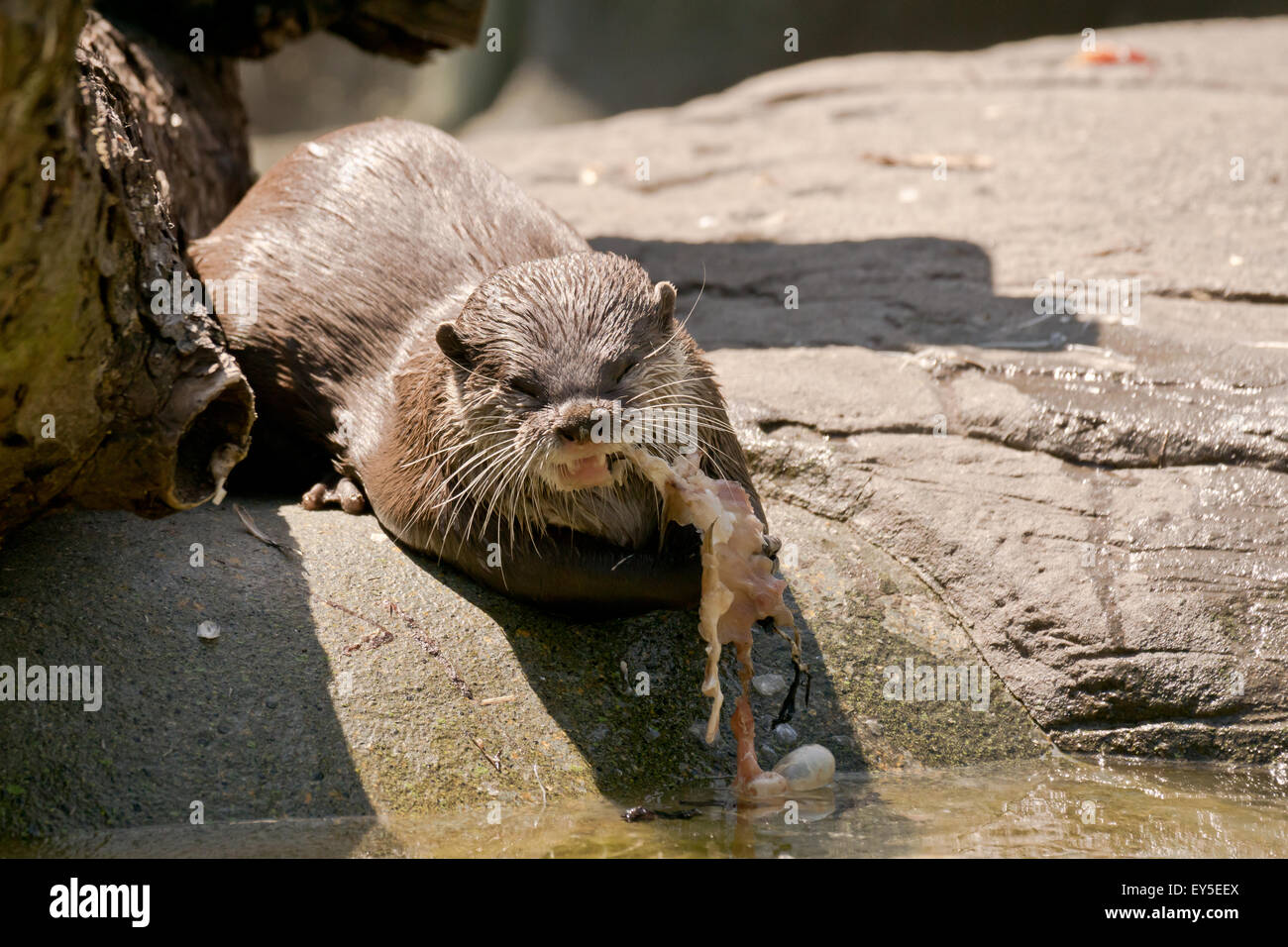 Asian short-clawed otter eating a fish at paradise wildlife park Stock