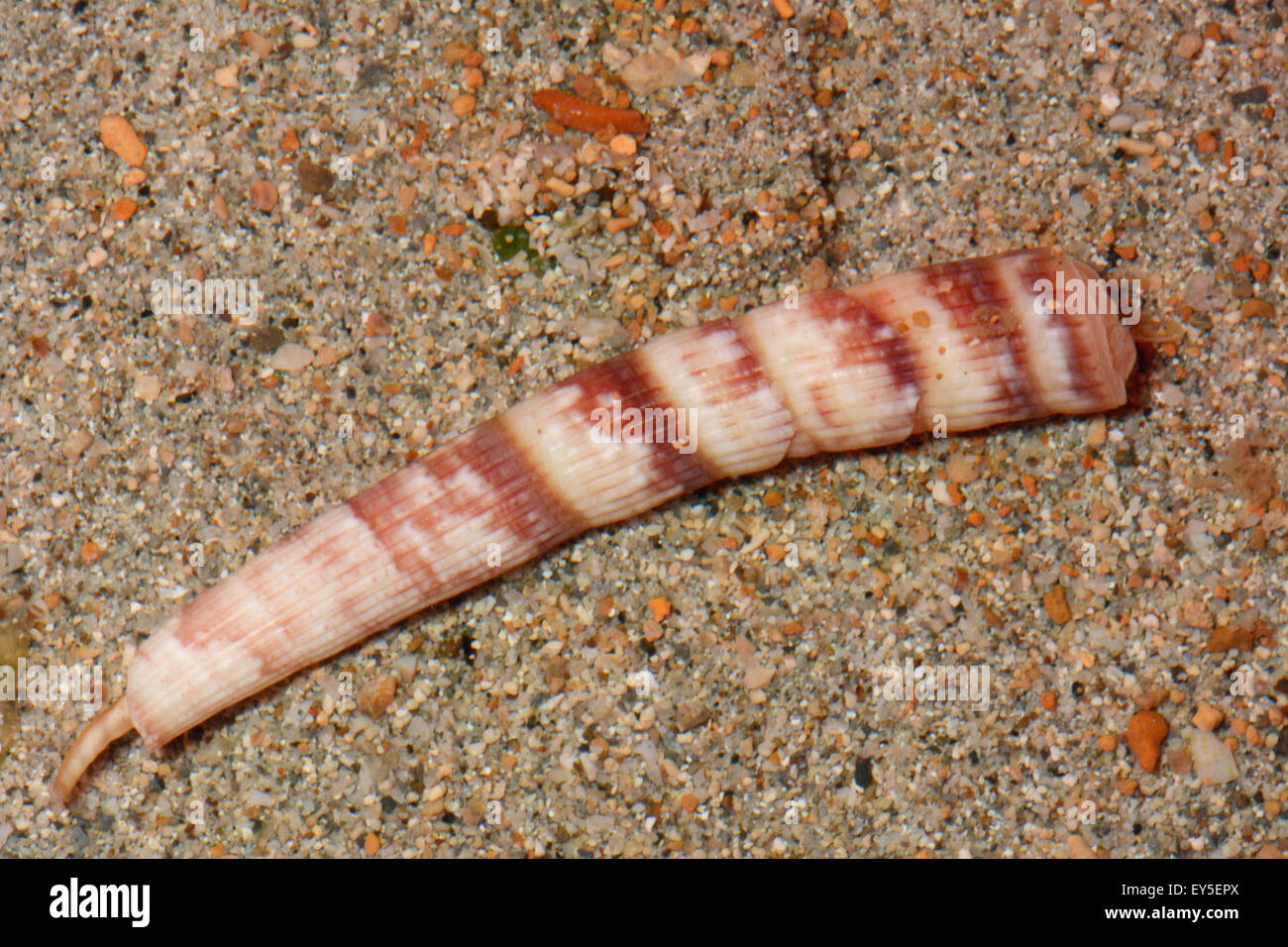 Tusk shell Pictodentalium festivum on sand - New Caledonia Stock Photo -  Alamy