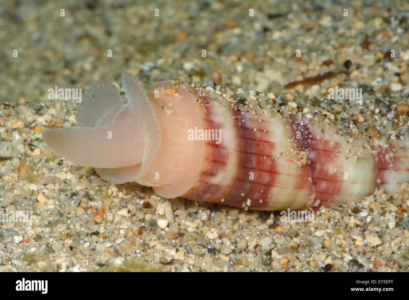 Tusk shell Pictodentalium festivum on sand - New Caledonia Stock Photo -  Alamy