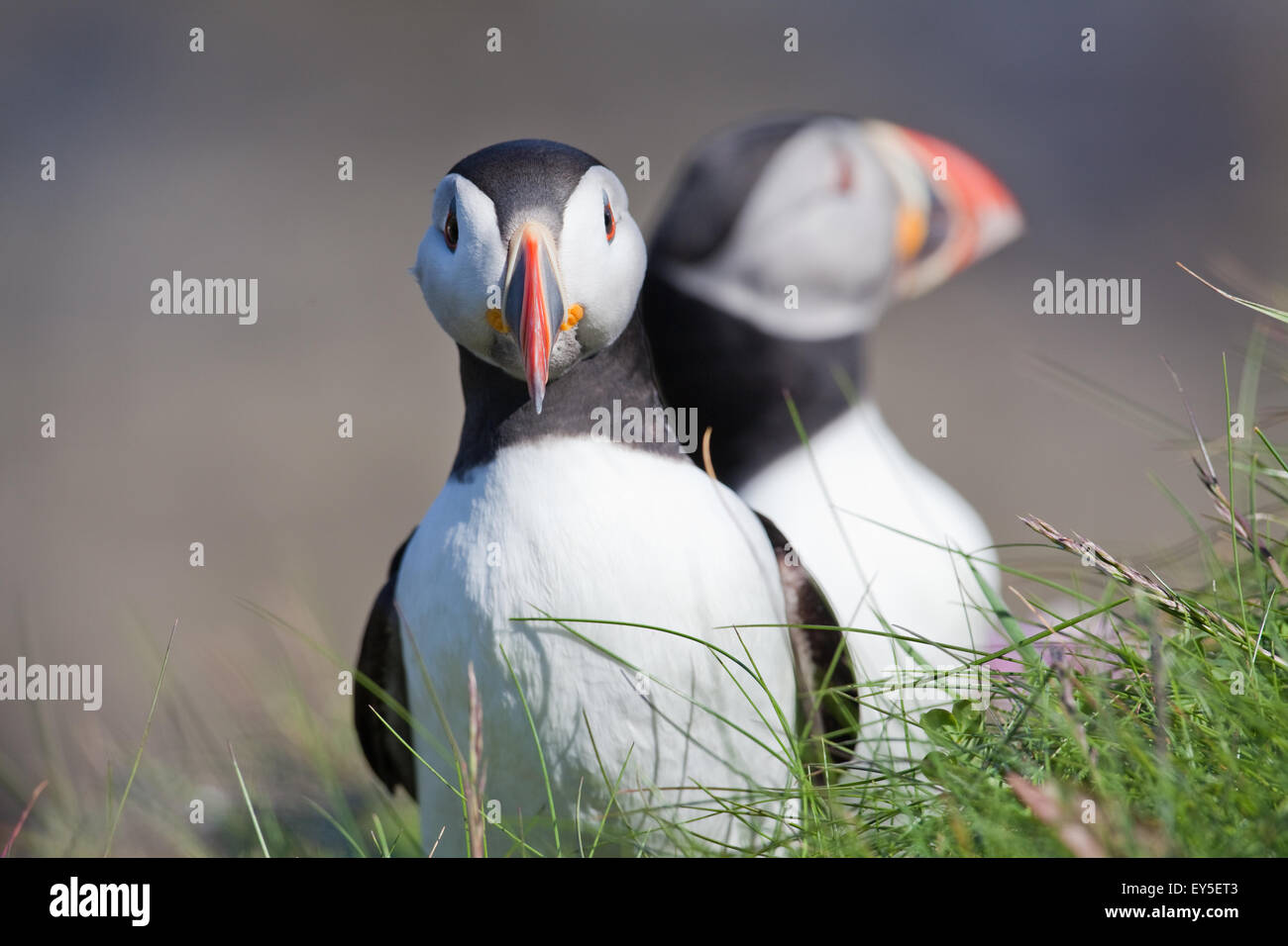puffins-fratercula-arctica-breeding-plumage-june-staffa-inner