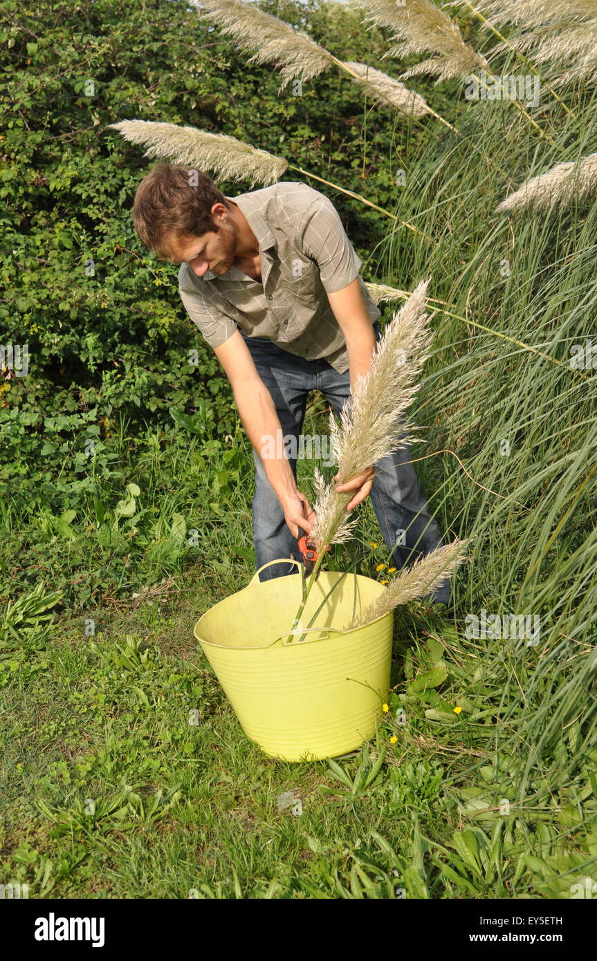 Cutting Uruguayan pampas grass in a garden Stock Photo Alamy