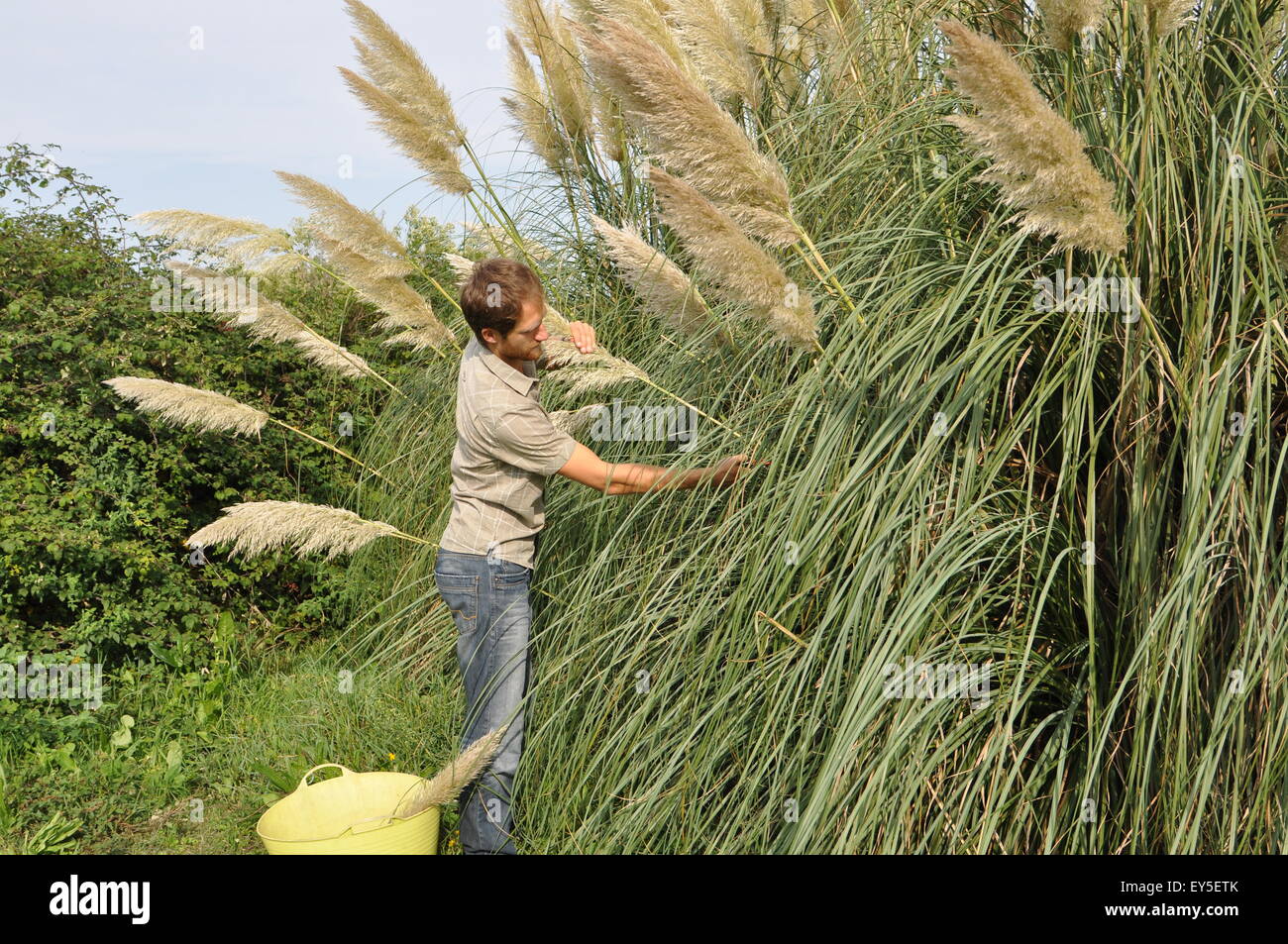 Cutting Uruguayan pampas grass in a garden Stock Photo Alamy