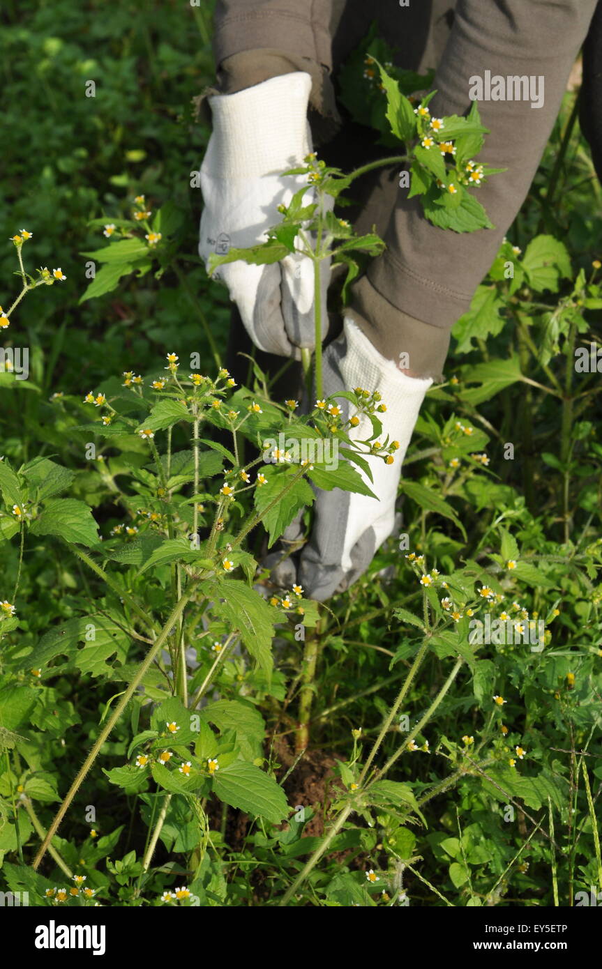 Weeding of galinsoga in a garden Stock Photo