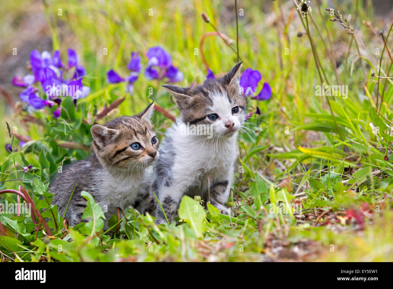 Tabby kittens in the grass - Torres del Paine Chile Stock Photo