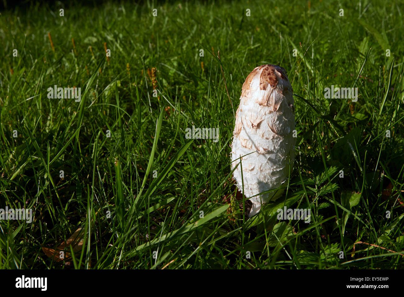 Coprinus comatus, shaggy ink cap mushroom, Finland Europe Stock Photo