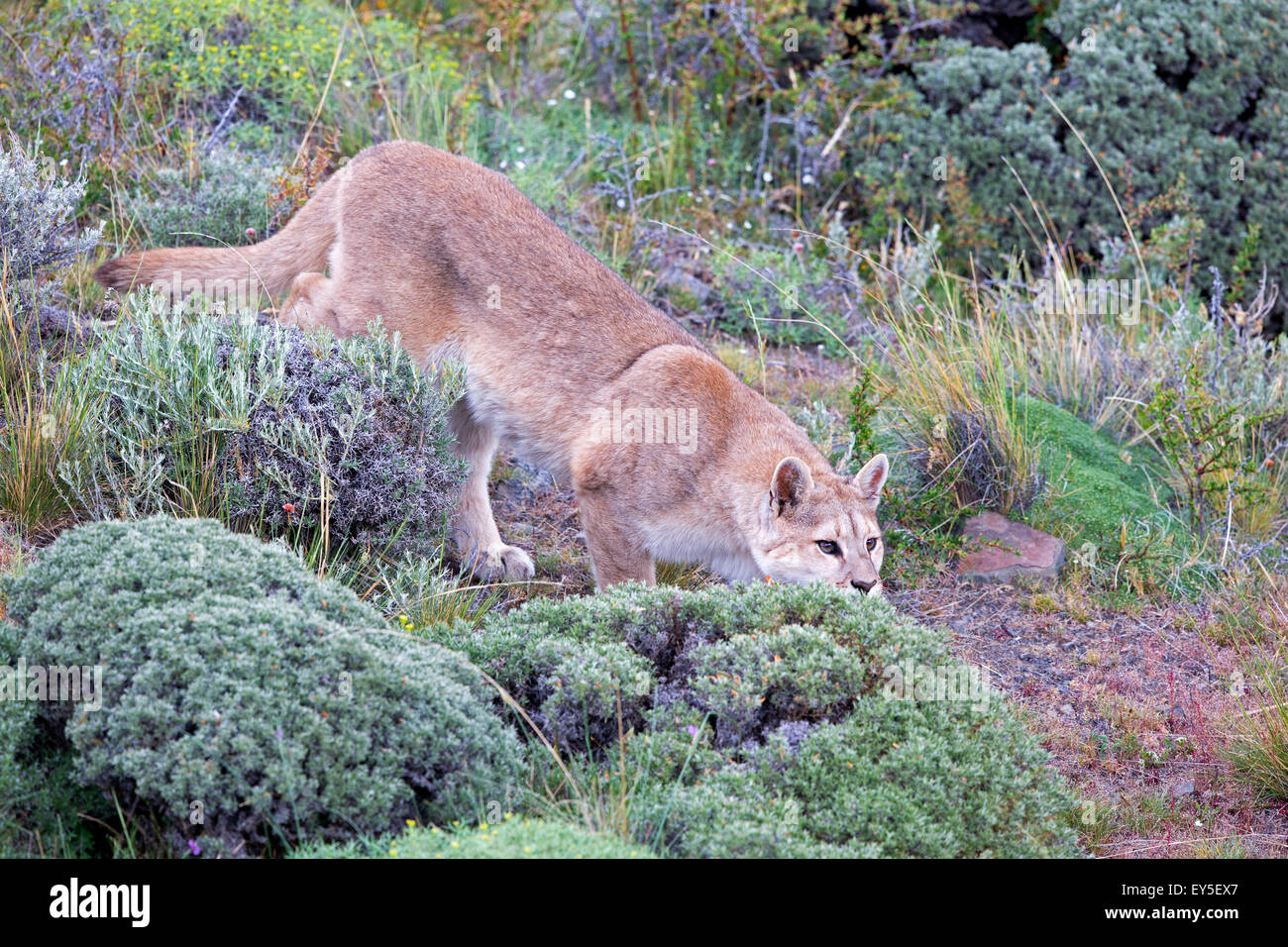 Cougar on the prowl in the scrub - Torres del Paine Chile 1 year young Stock Photo