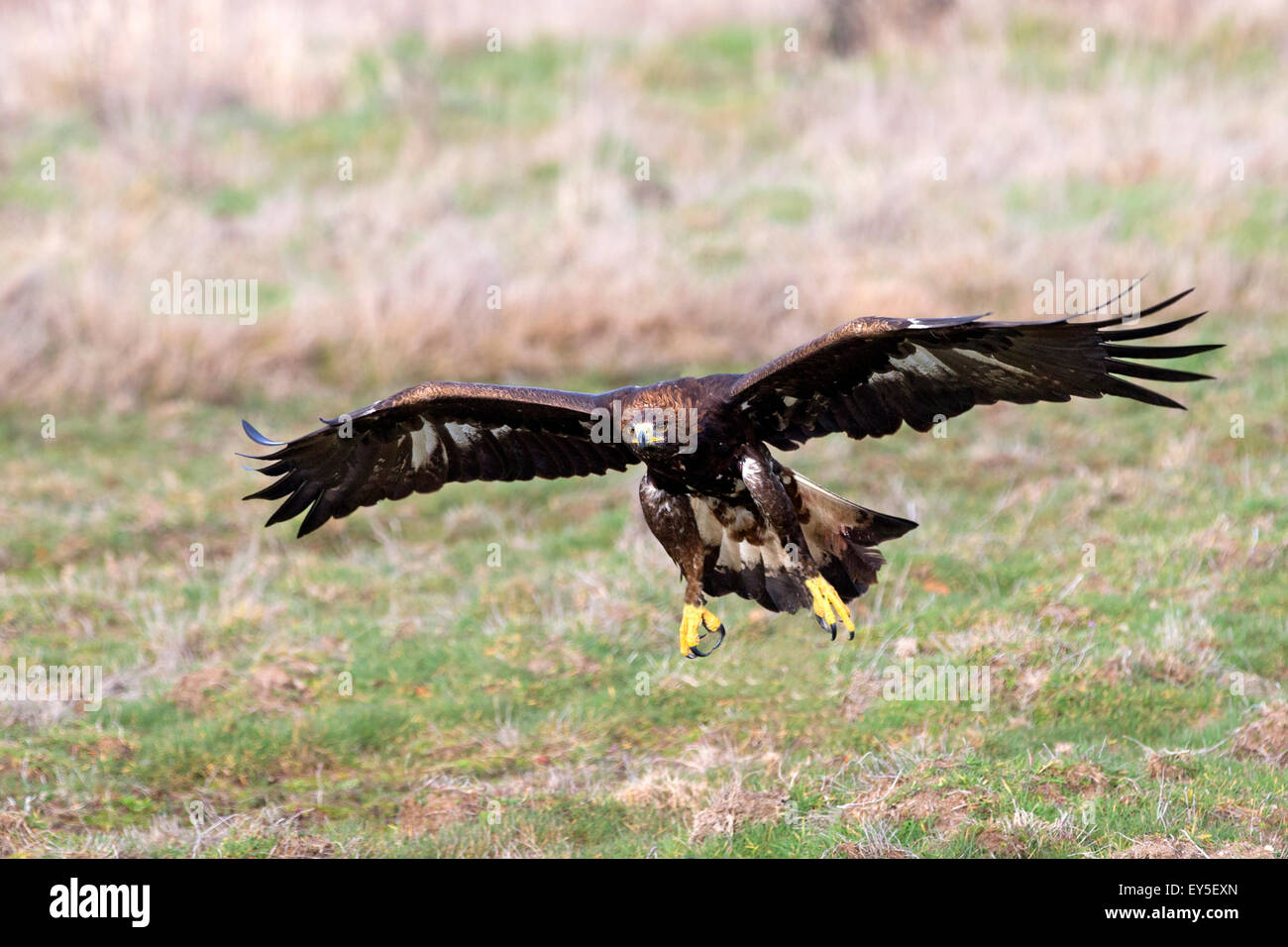 Golden Eagle in flight above the ground in winter France Stock Photo