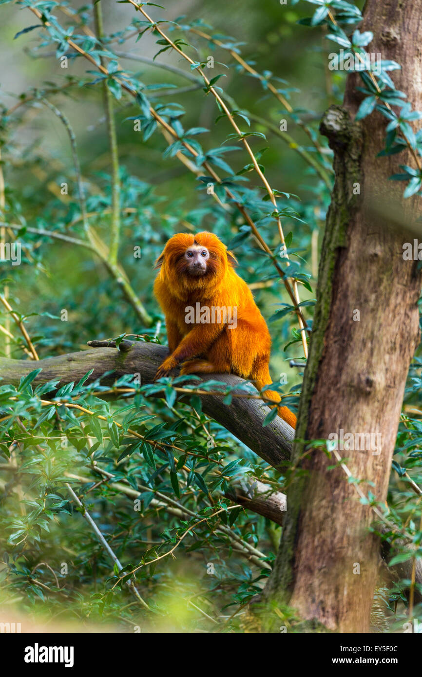 Golden Lion Tamarin on a branch Stock Photo