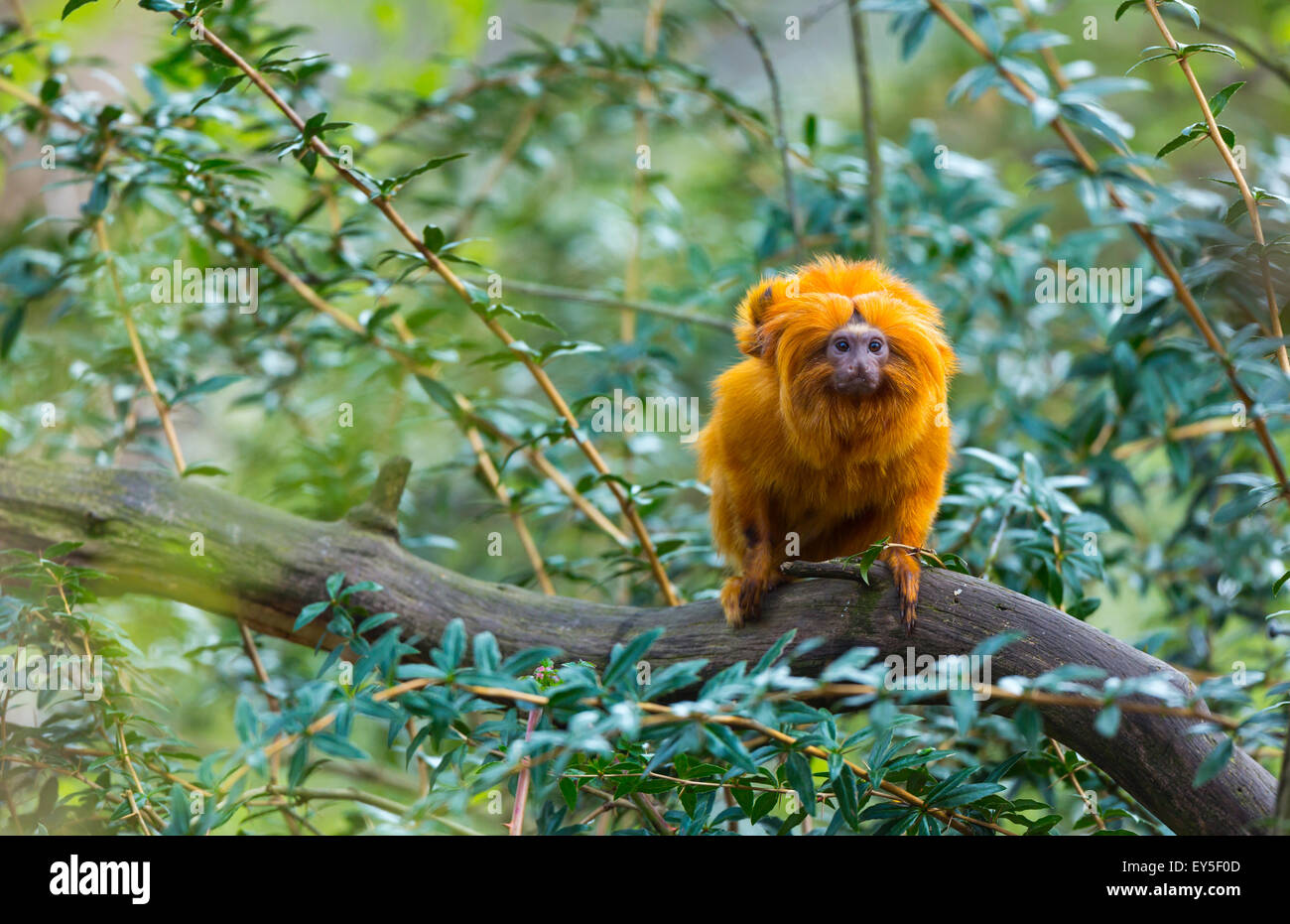 Golden Lion Tamarin and young on a branch Stock Photo
