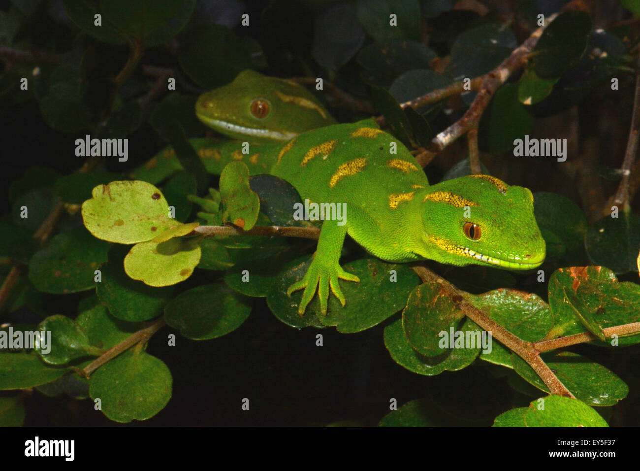 Gecko Tree Nz Green Tree Geckos on branch - New Zealand Stock Photo - Alamy