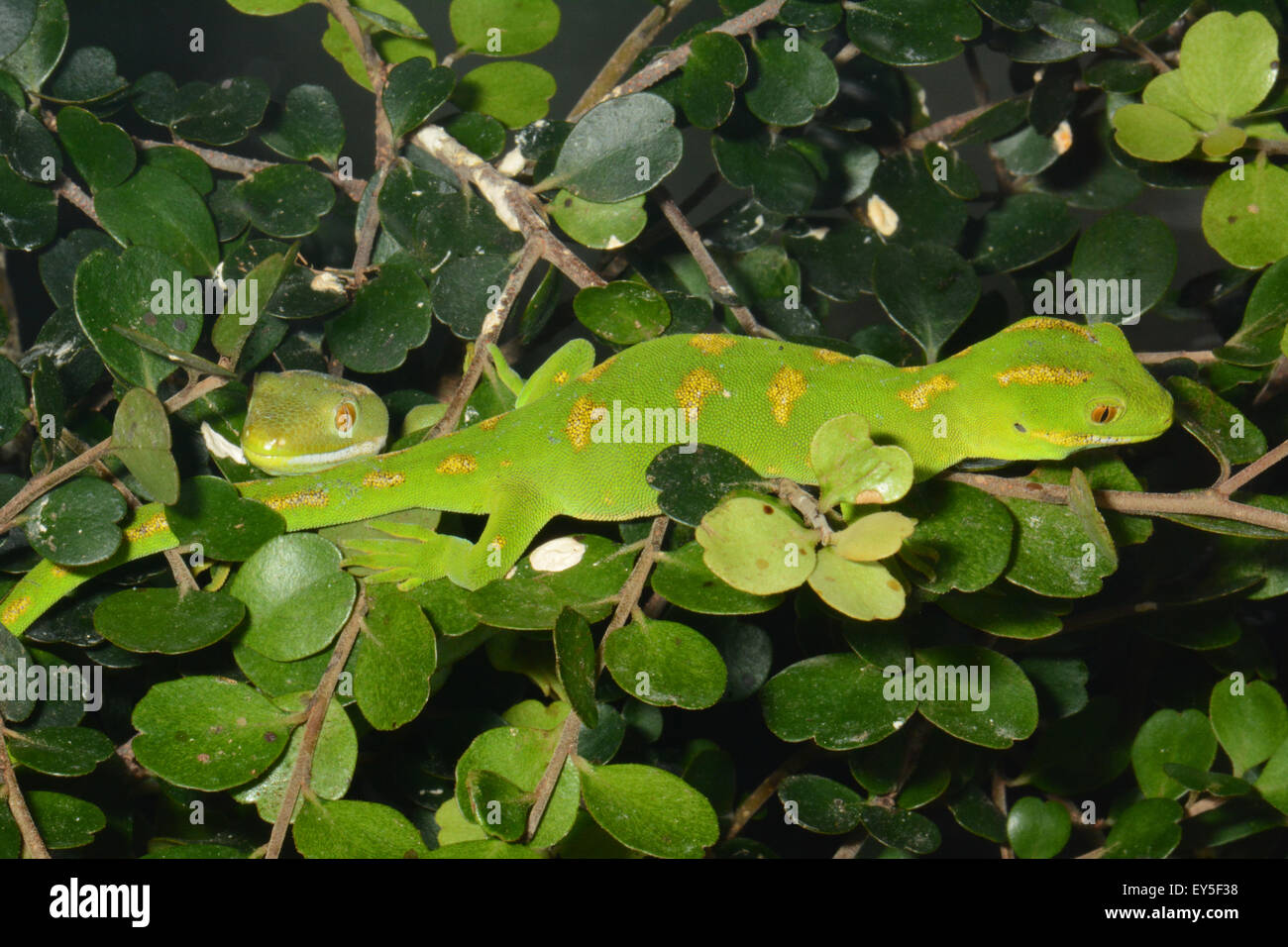 Green Tree Geckos on branch New Zealand Stock Photo Alamy